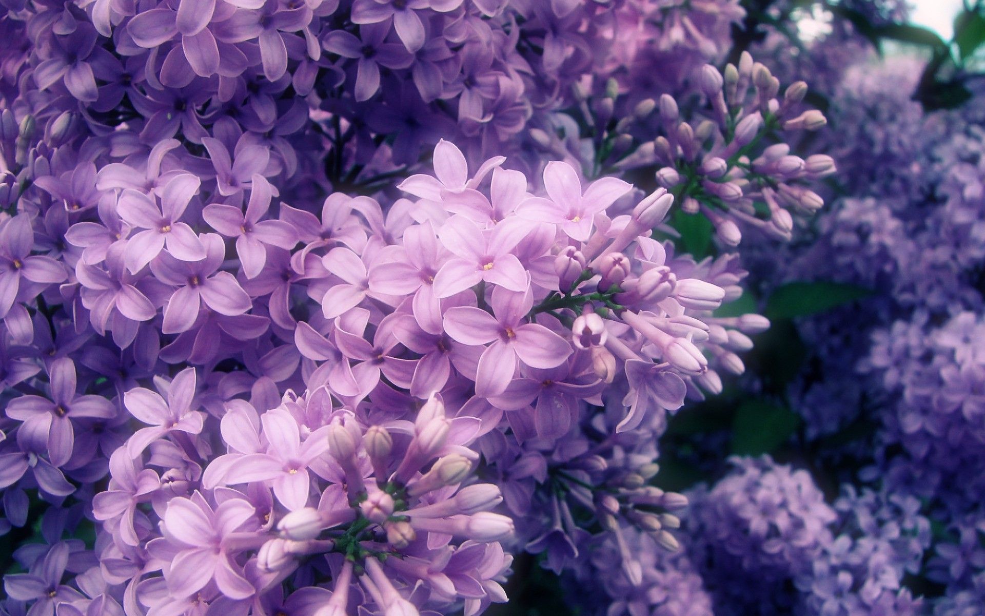 Purple Flower Tumblr Wallpapers - Wallpaper Cave