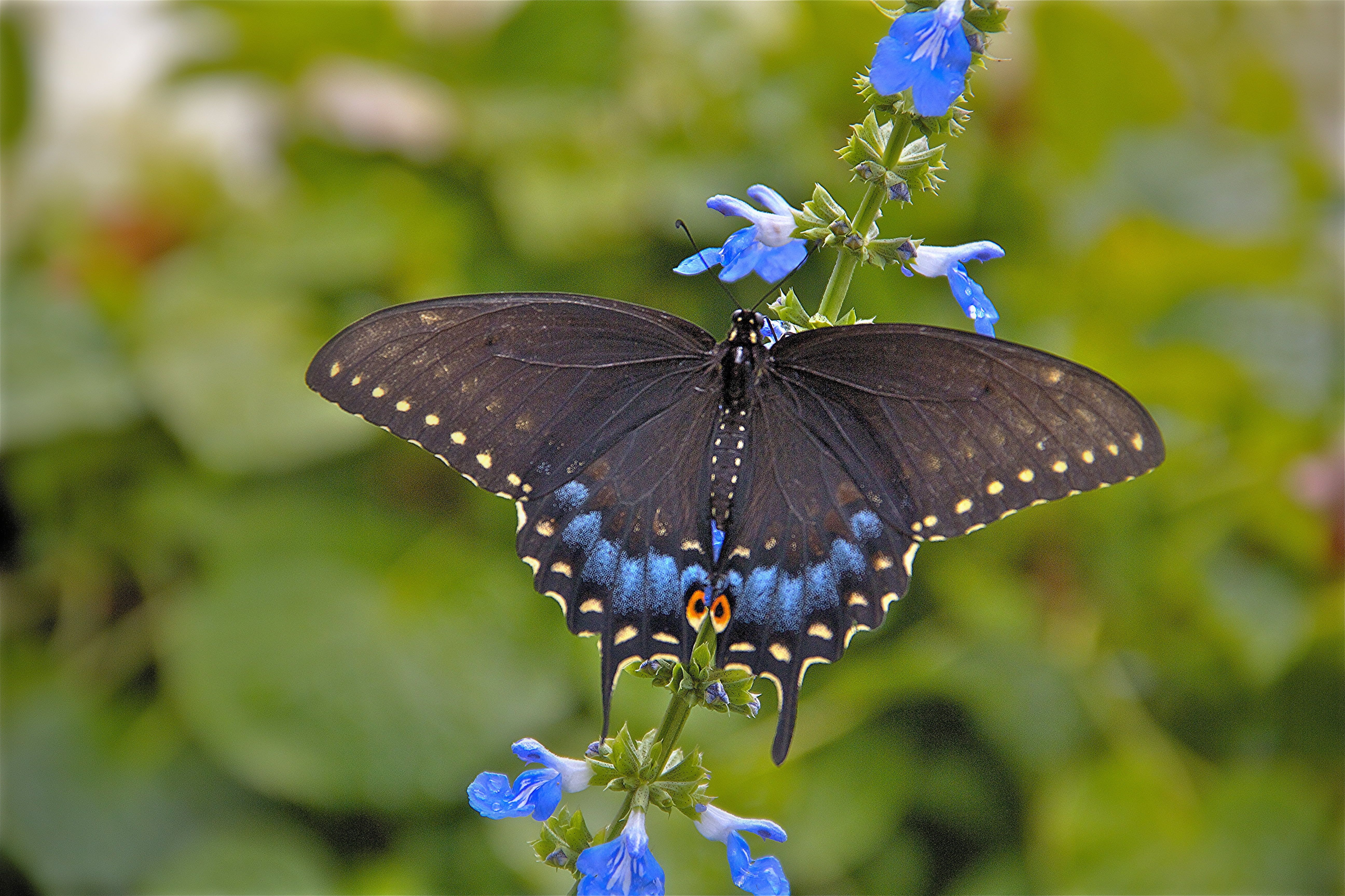 Pipevine Swallowtail Butterfly Wallpapers Wallpaper Cave