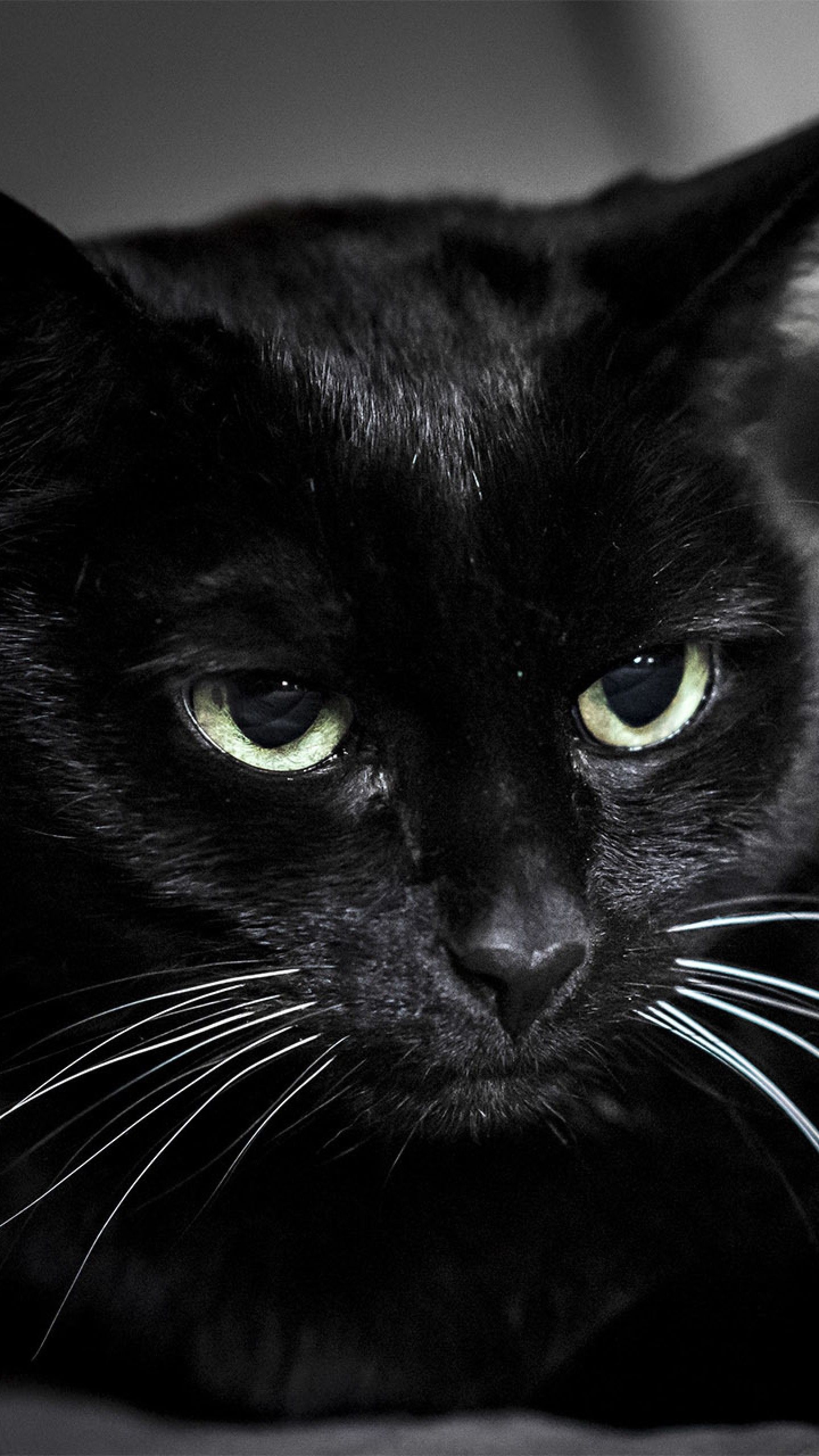 Black Cat For Mobile Wallpapers Wallpaper Cave