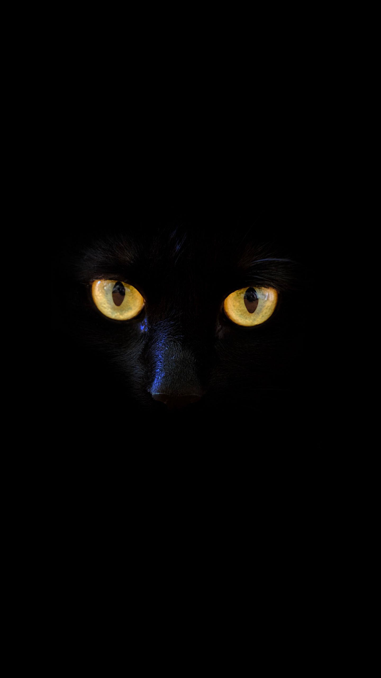Black Cat For Mobile Wallpapers Wallpaper Cave