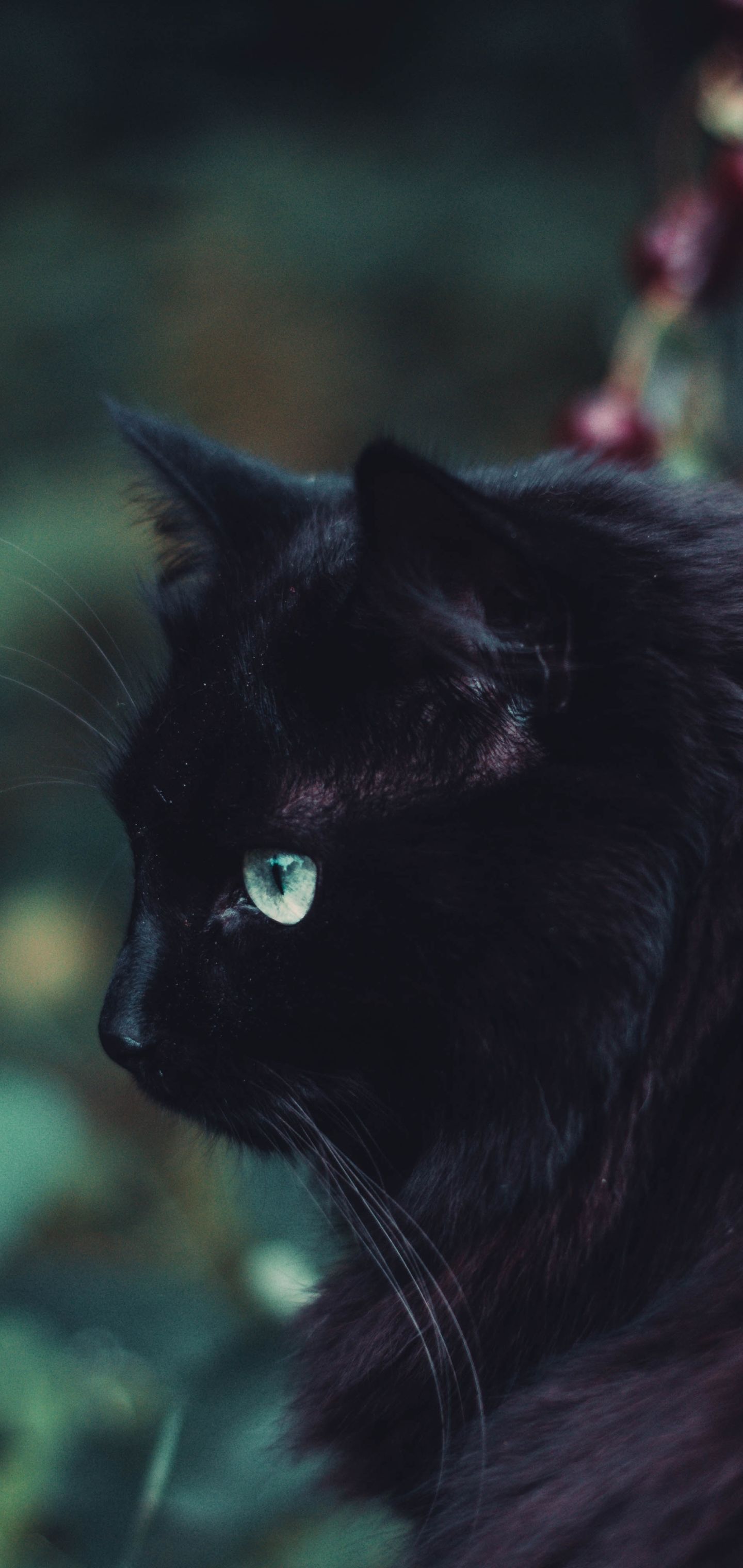 Black Cat For Mobile Wallpapers Wallpaper Cave