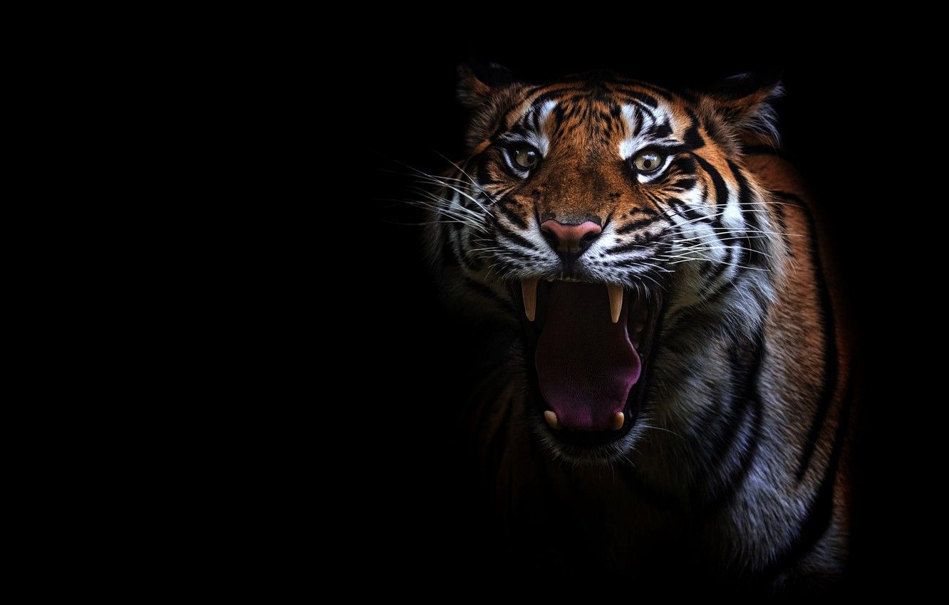Black Tiger Wallpaper HD