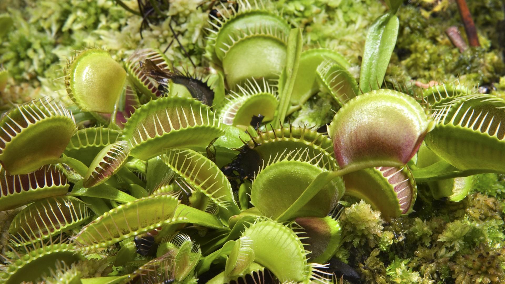 Venus Fly Trap Wallpapers Wallpaper Cave