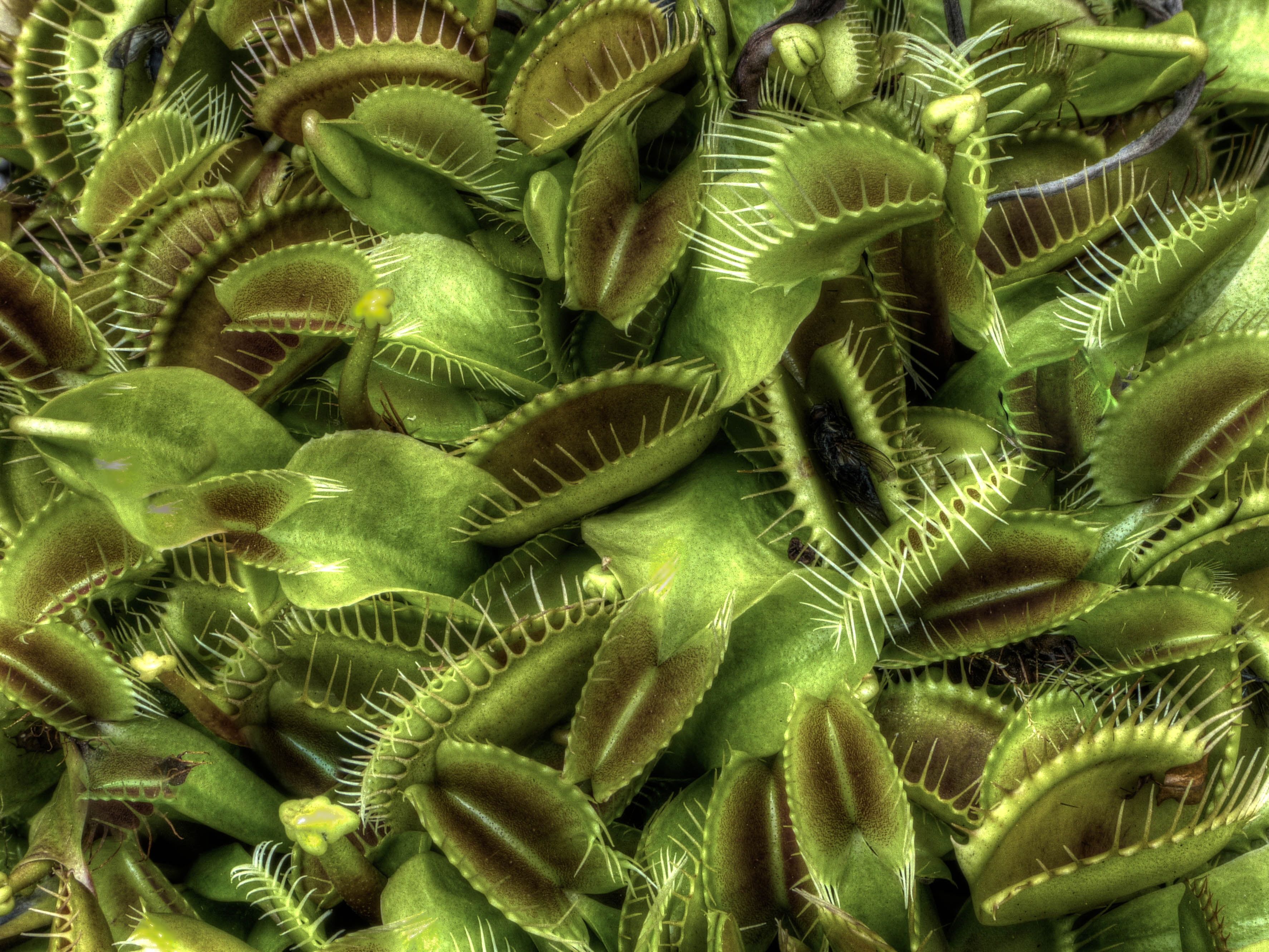 Venus Fly Trap Wallpapers Wallpaper Cave