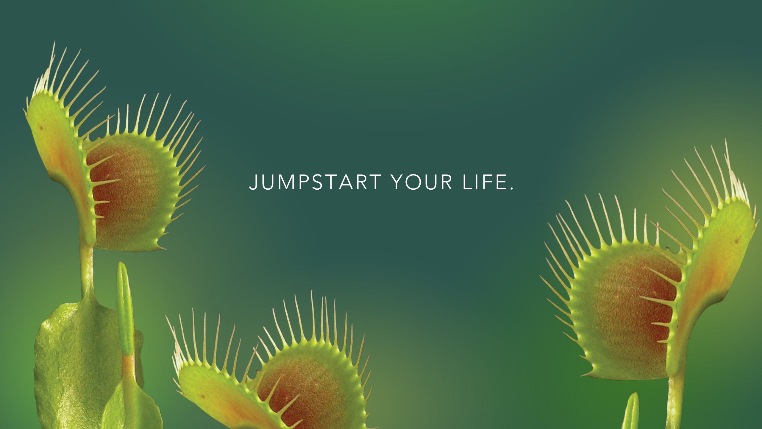 Venus Fly Trap Wallpapers Wallpaper Cave