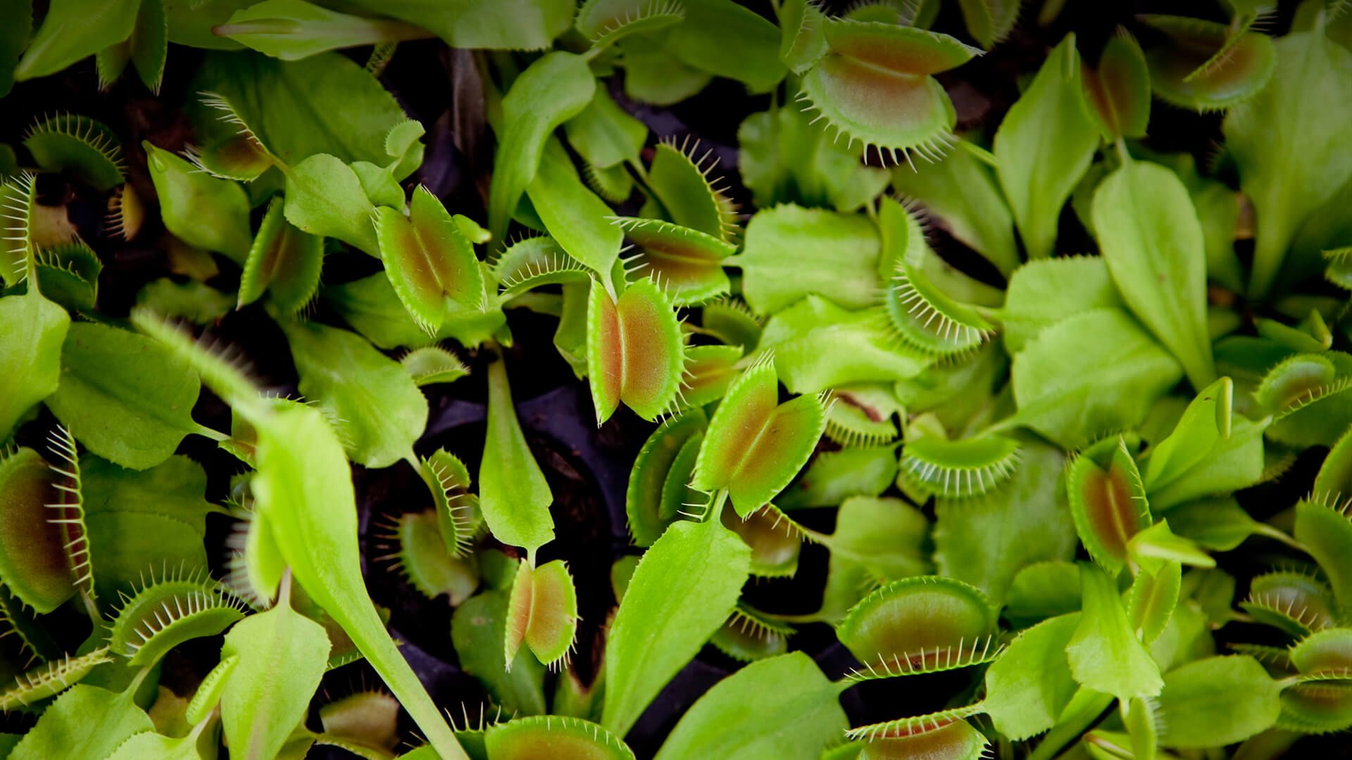 Venus Fly Trap Wallpapers Wallpaper Cave
