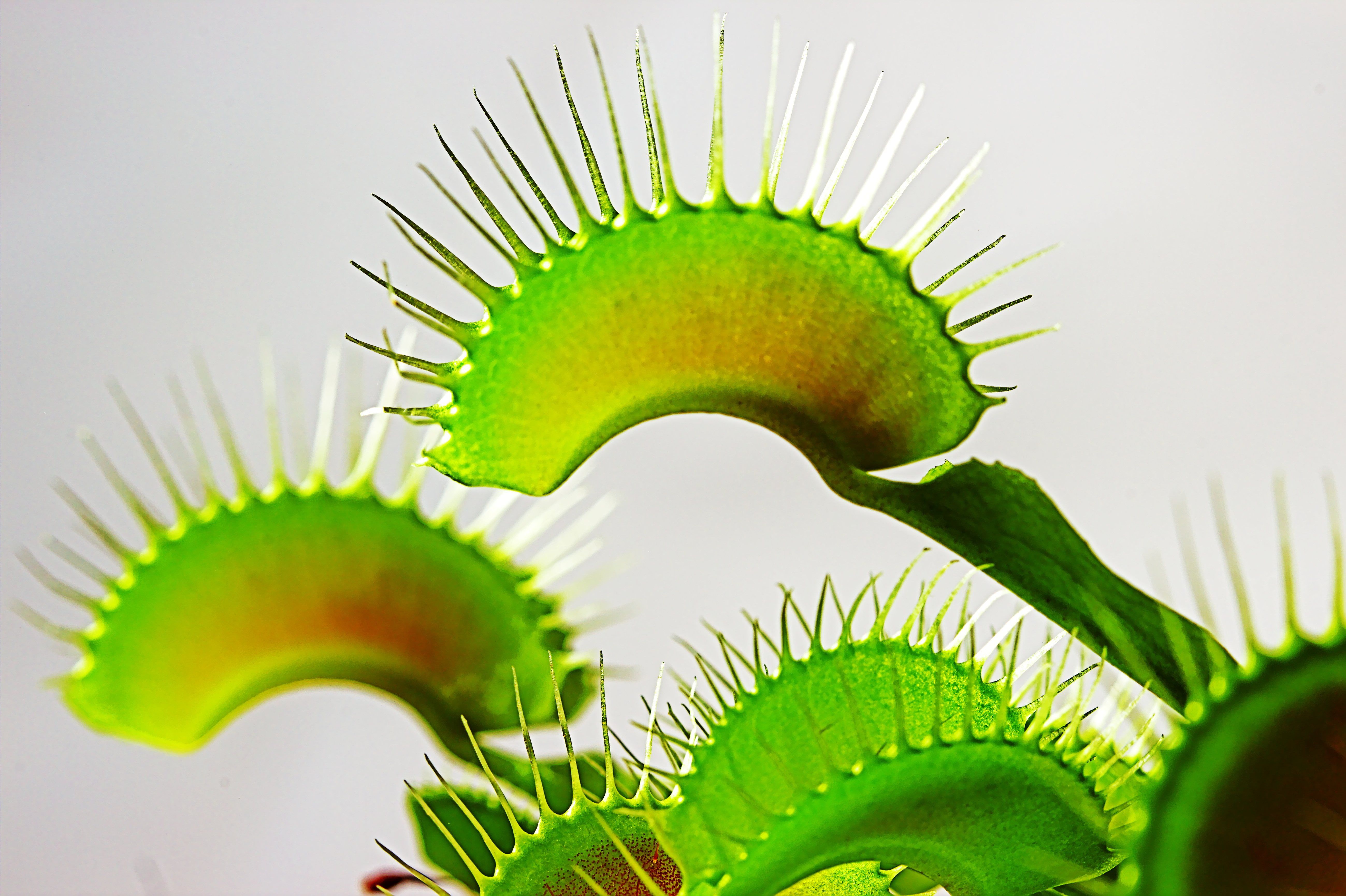 Venus Fly Trap Wallpapers Wallpaper Cave