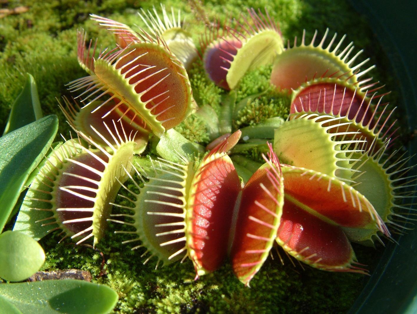 Venus Fly Trap Wallpapers Wallpaper Cave