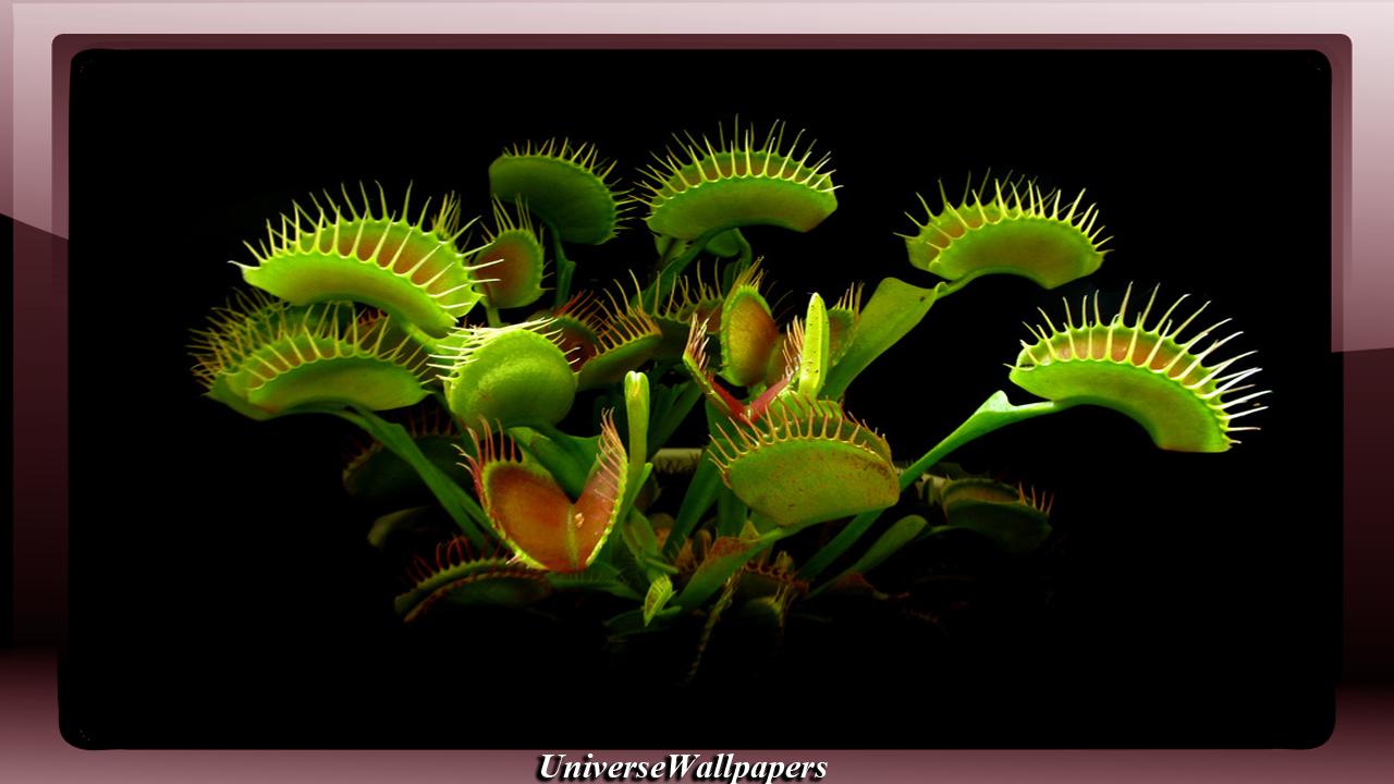 Venus Fly Trap Wallpapers Wallpaper Cave