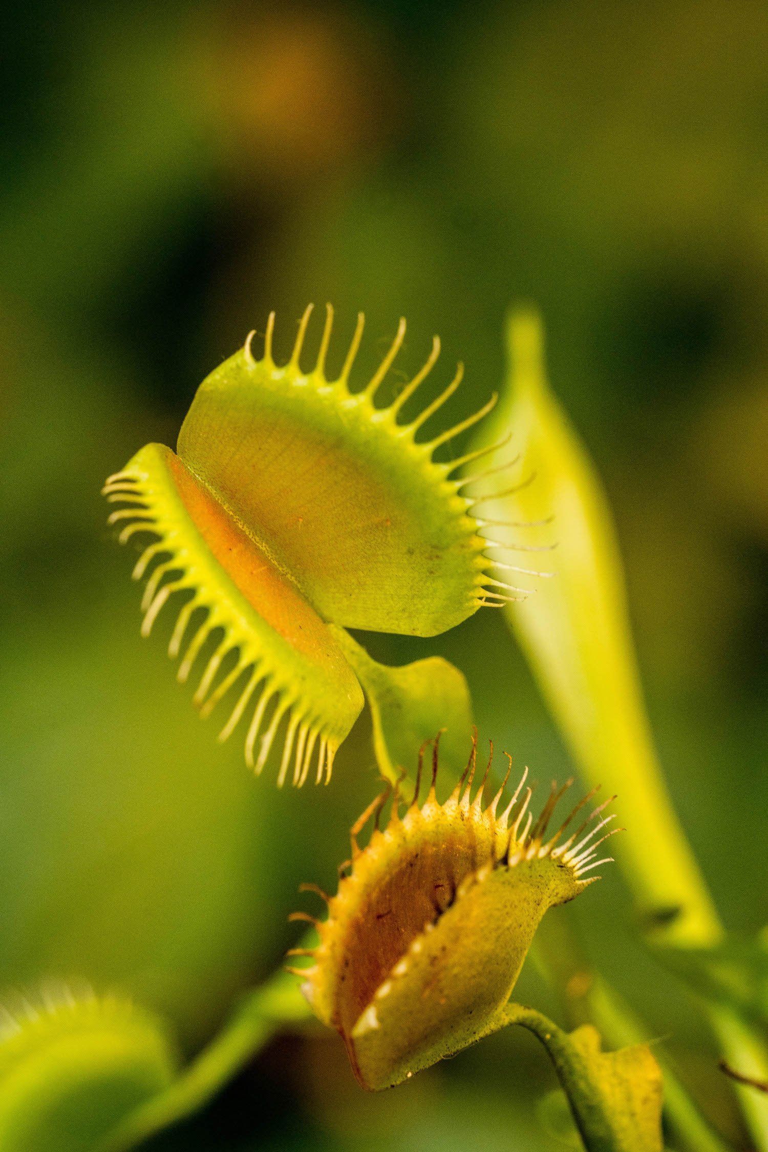 Venus Fly Trap Wallpapers Wallpaper Cave