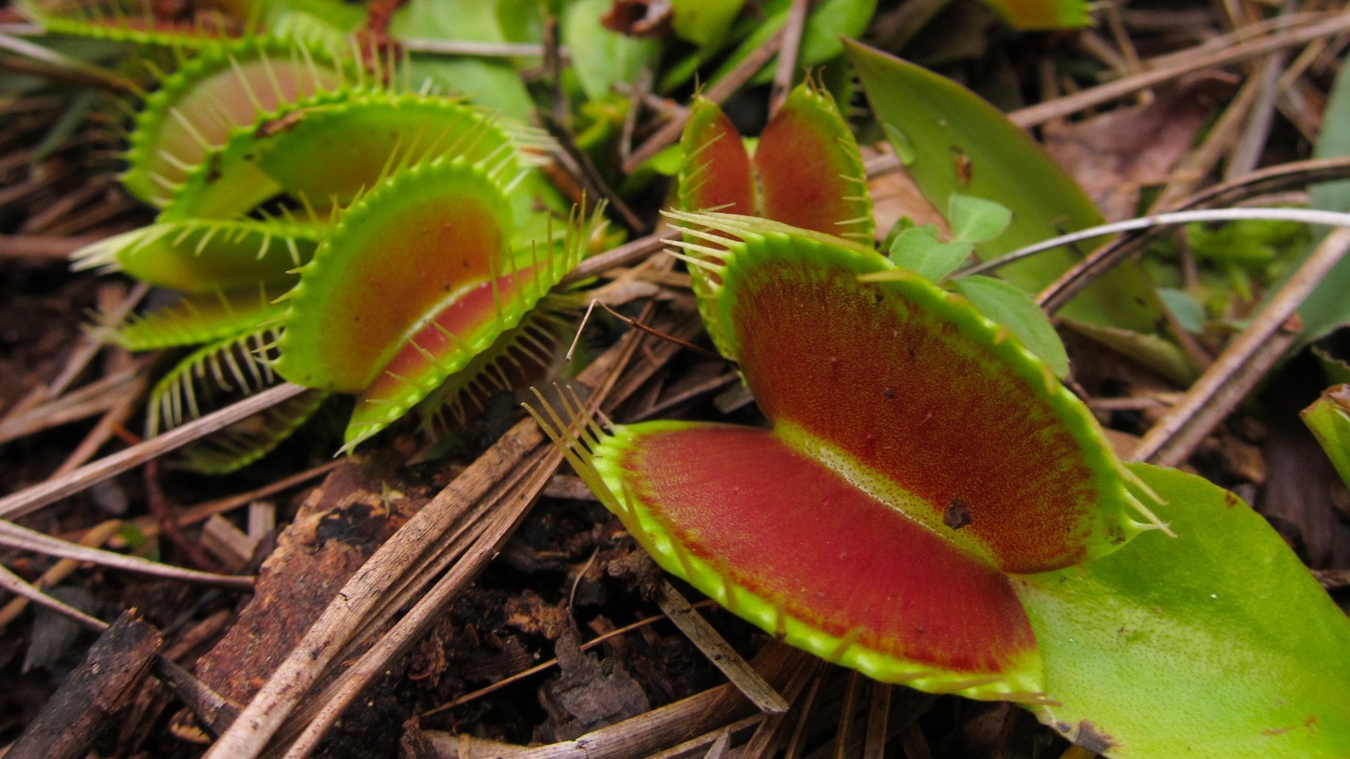 Venus Fly Trap Wallpapers Wallpaper Cave