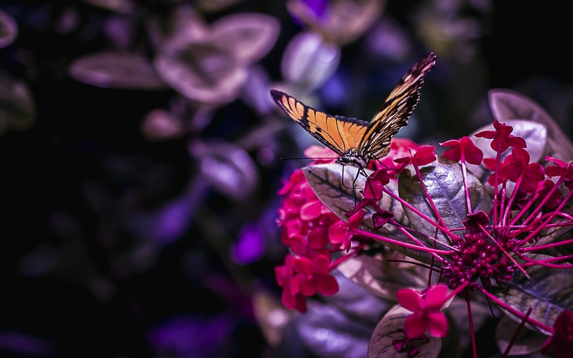 Butterfly Tumblr Wallpapers Wallpaper Cave
