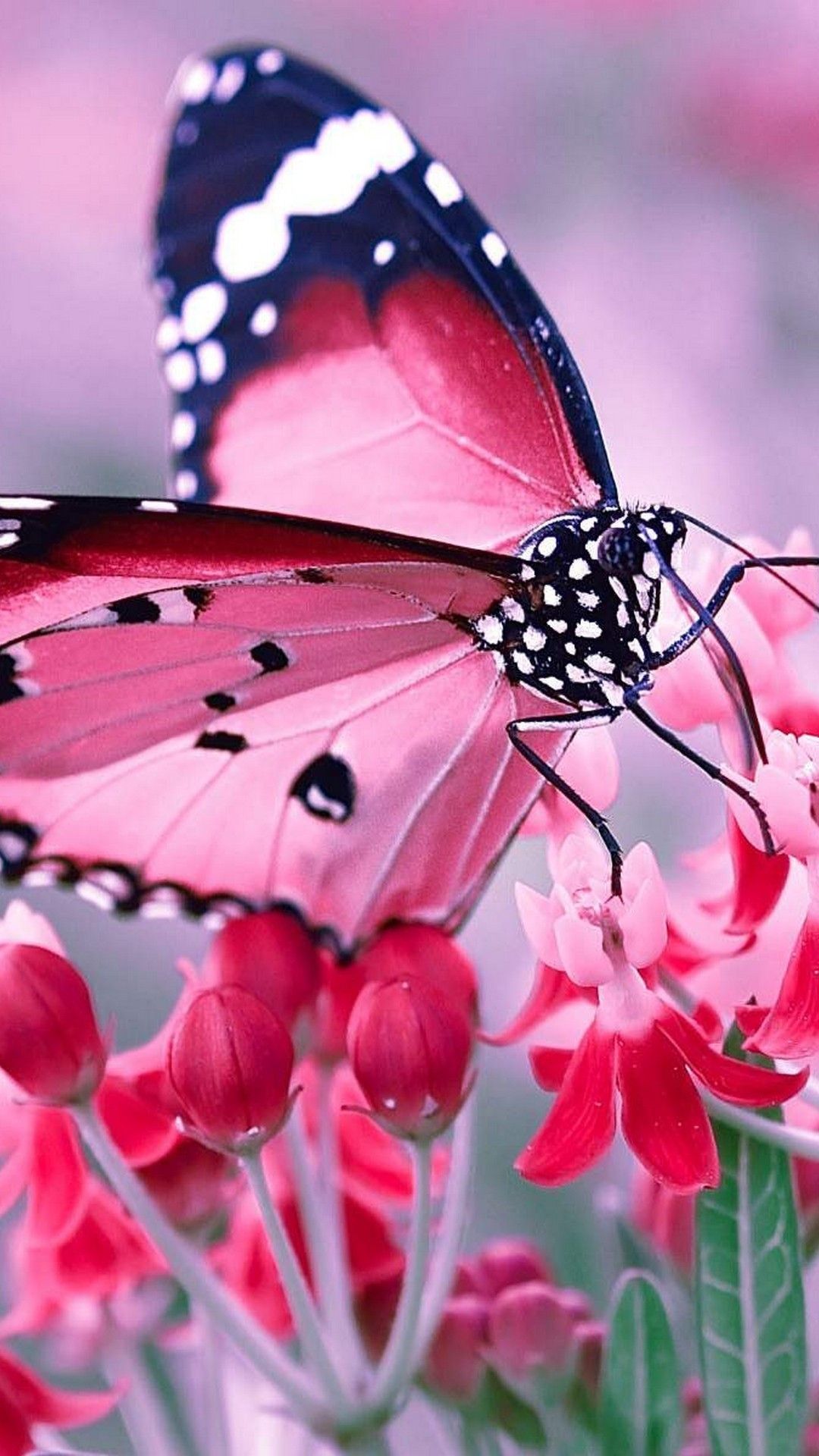 Butterfly Tumblr Wallpapers Wallpaper Cave