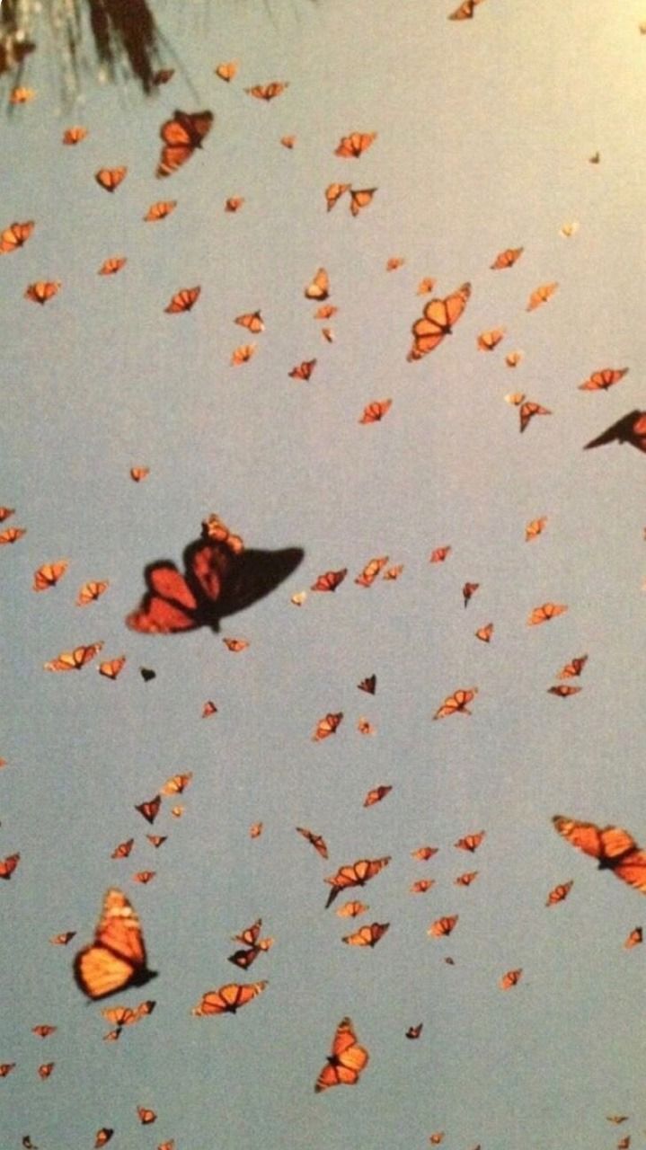 Wallpaper Butterfly In 2020 Iphone Wallpaper Tumblr 35D