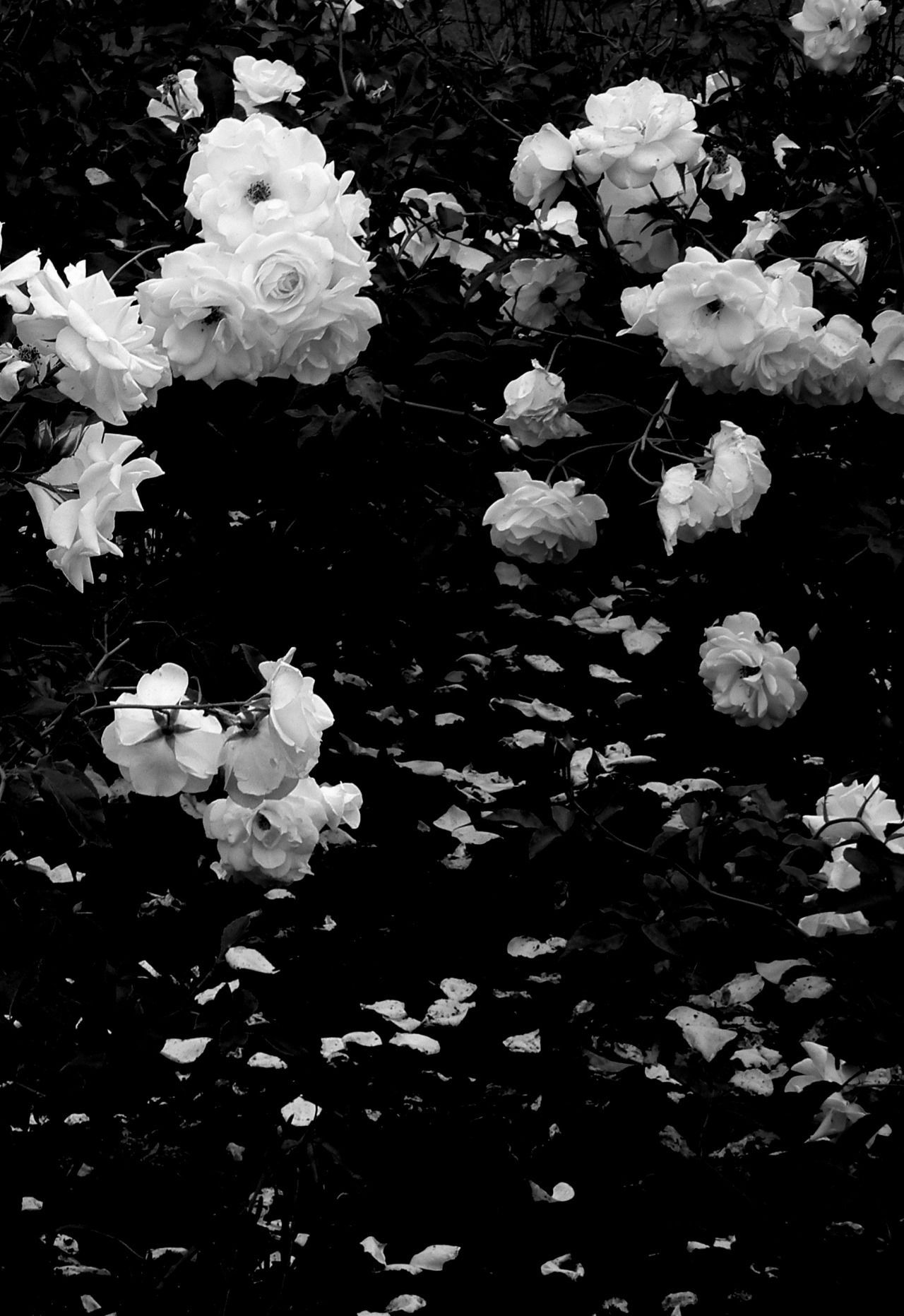 Black And White Aesthetic Roses Wallpapers Wallpaper Cave