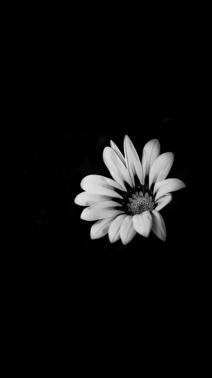 Aesthetic Black Flower Wallpapers Wallpaper Cave