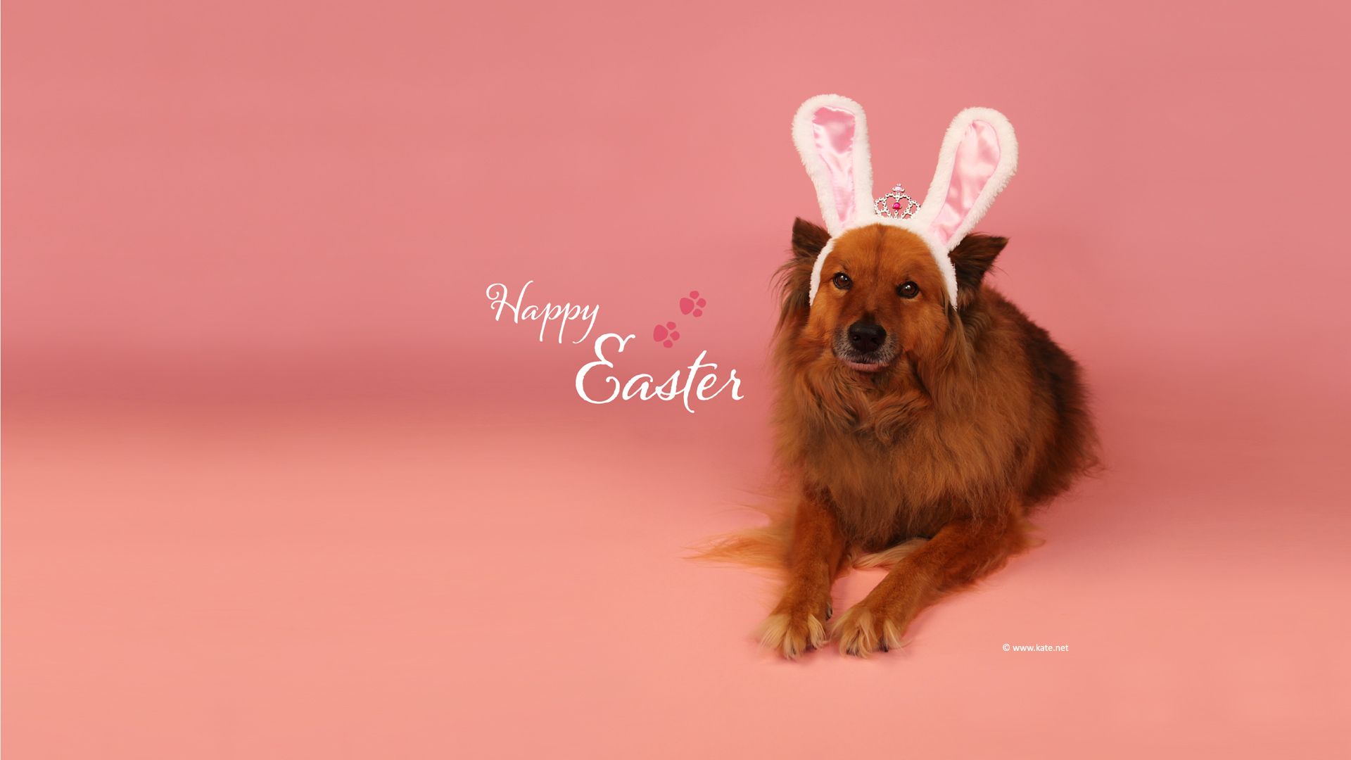 Easter Puppies And Dogs Wallpapers Wallpaper Cave