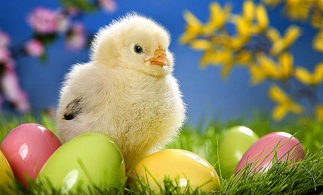 Animal Easter Wallpapers Wallpaper Cave