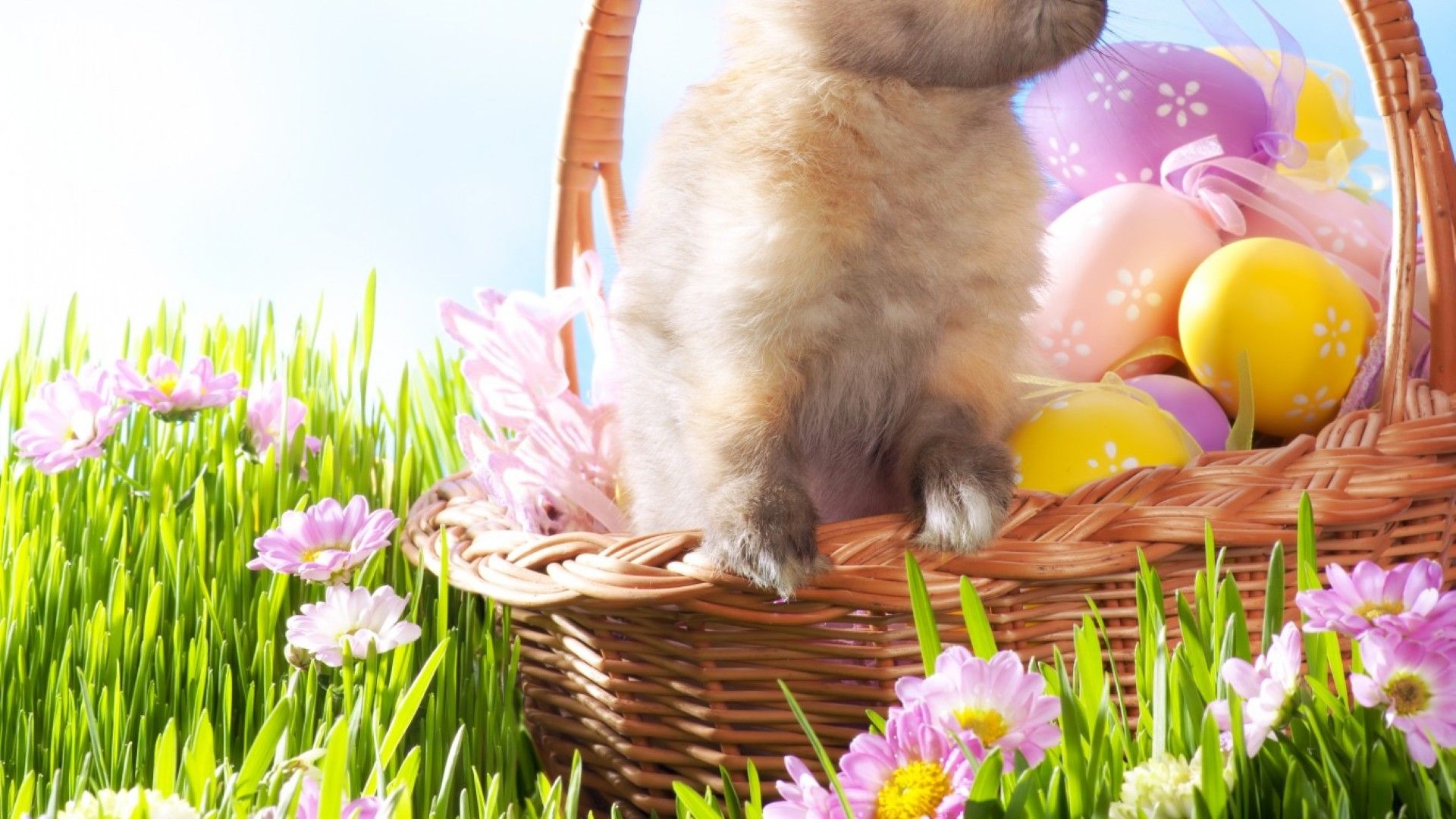 Dog Easter Wallpapers Wallpaper Cave
