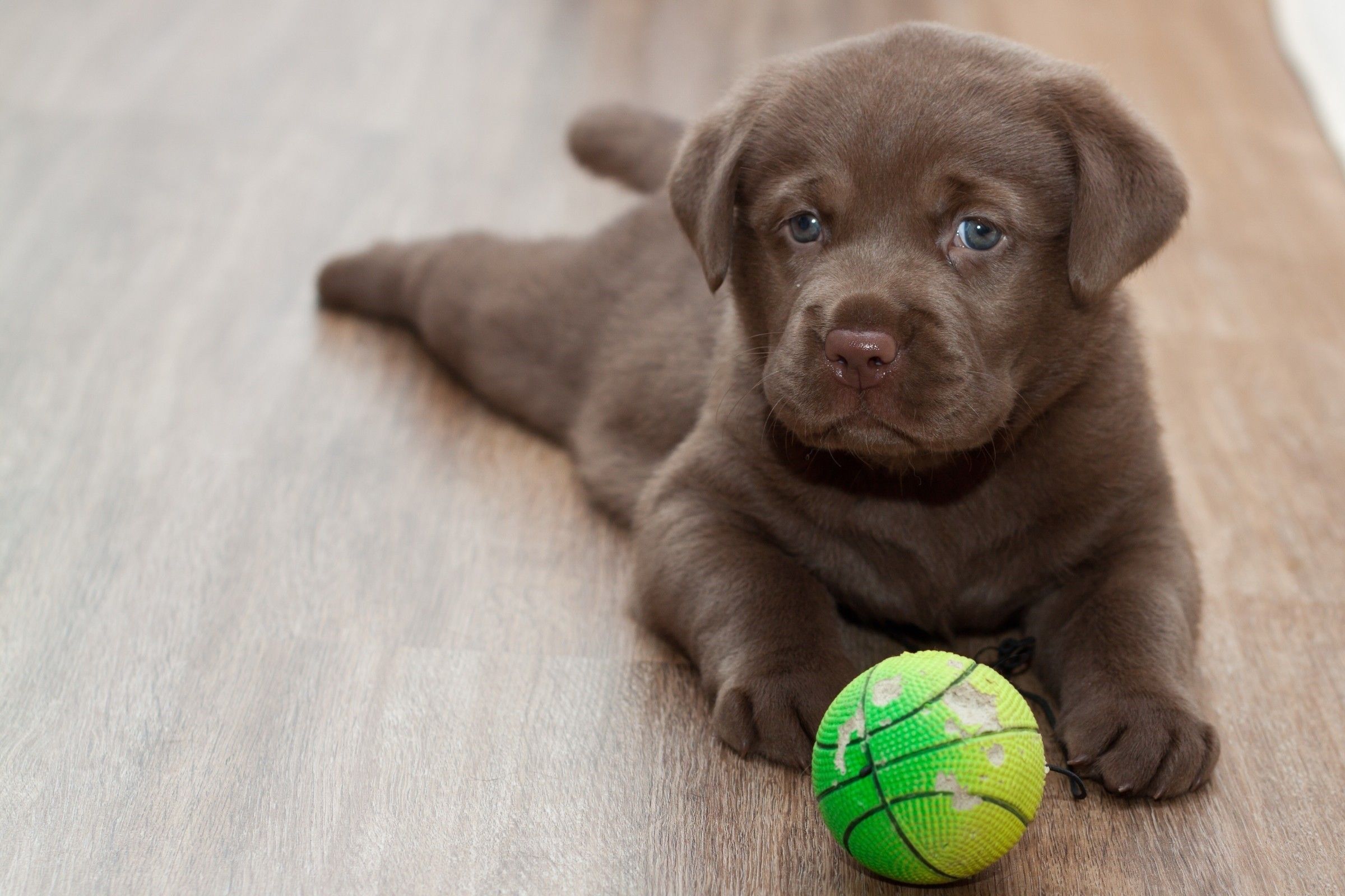 Chocolate Lab Puppies Wallpapers Wallpaper Cave