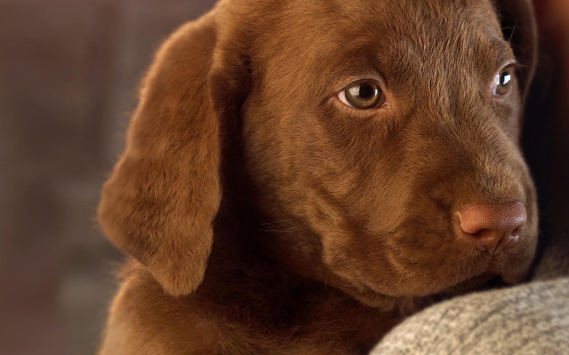 Baby Chocolate Labs Wallpapers Wallpaper Cave