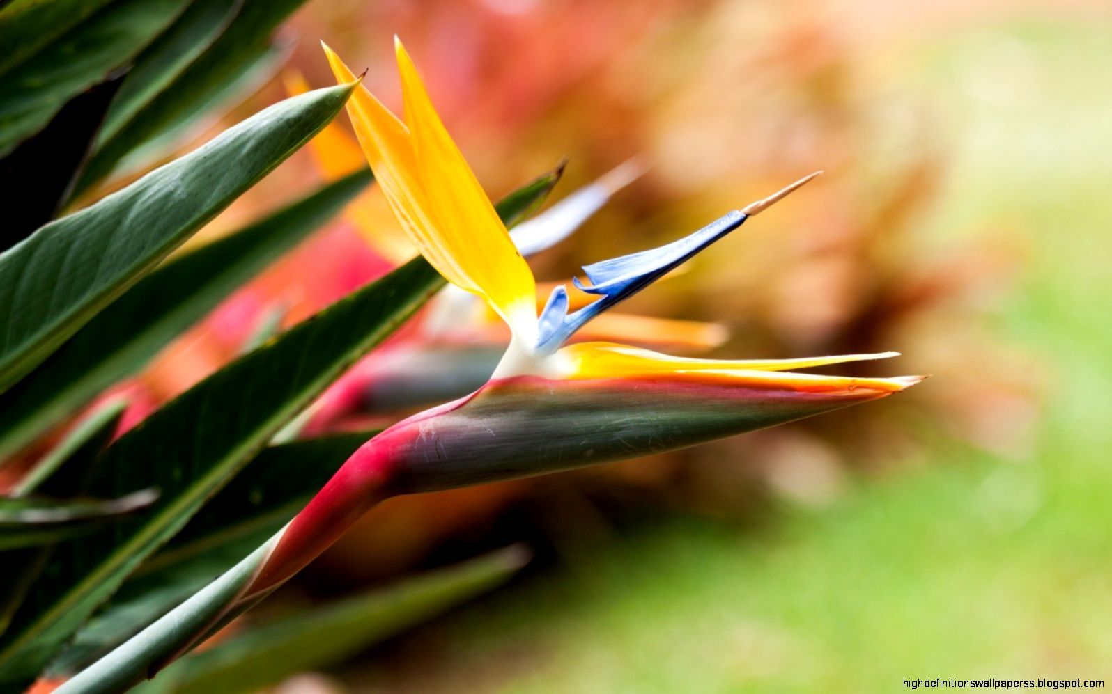 Birds Of Paradise HD Wallpapers Wallpaper Cave