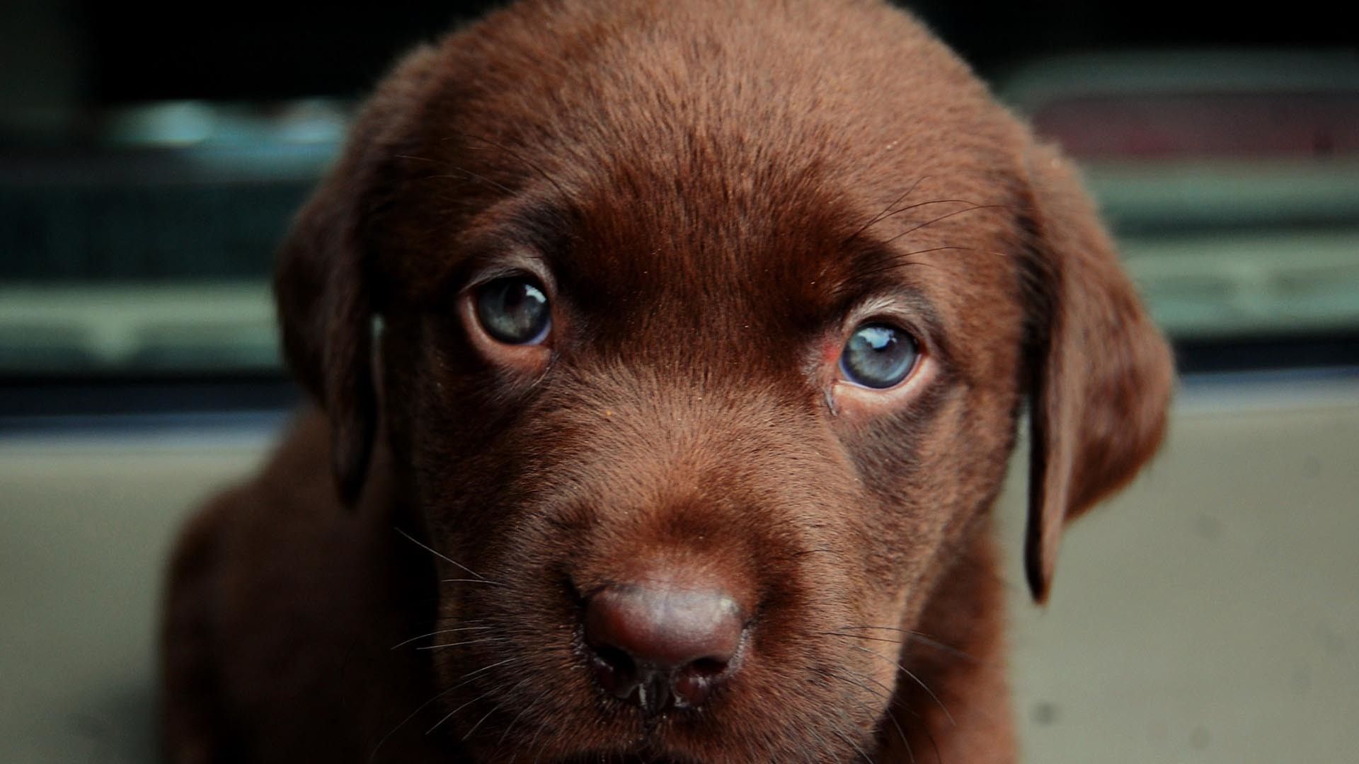 Chocolate Lab Puppies Wallpapers Wallpaper Cave