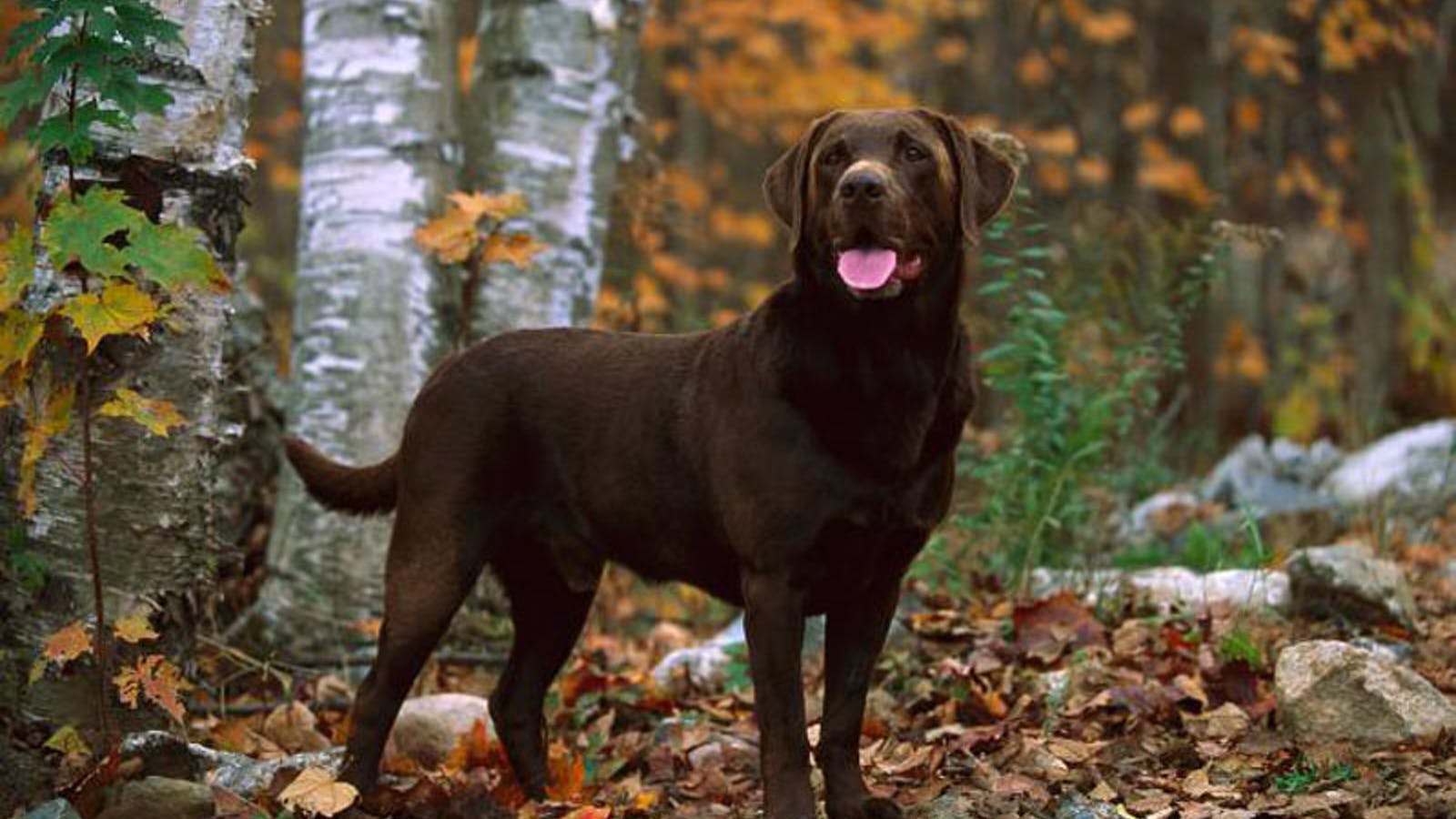 Chocolate Lab Puppies Wallpapers Wallpaper Cave