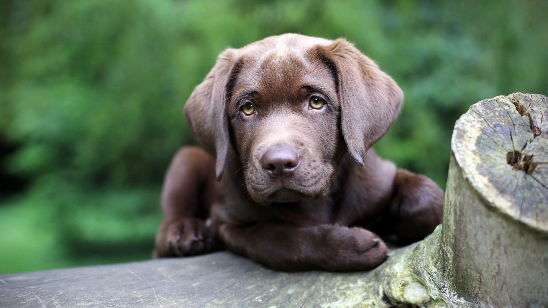Chocolate Lab Puppies Wallpapers Wallpaper Cave