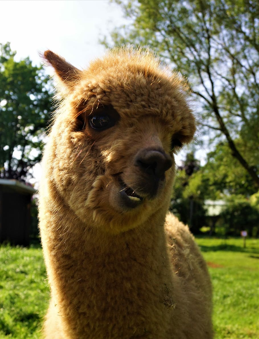 Cute Spring Llama Wallpapers Wallpaper Cave