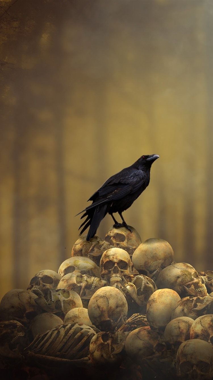 Crow Sharing Phone Wallpapers Wallpaper Cave