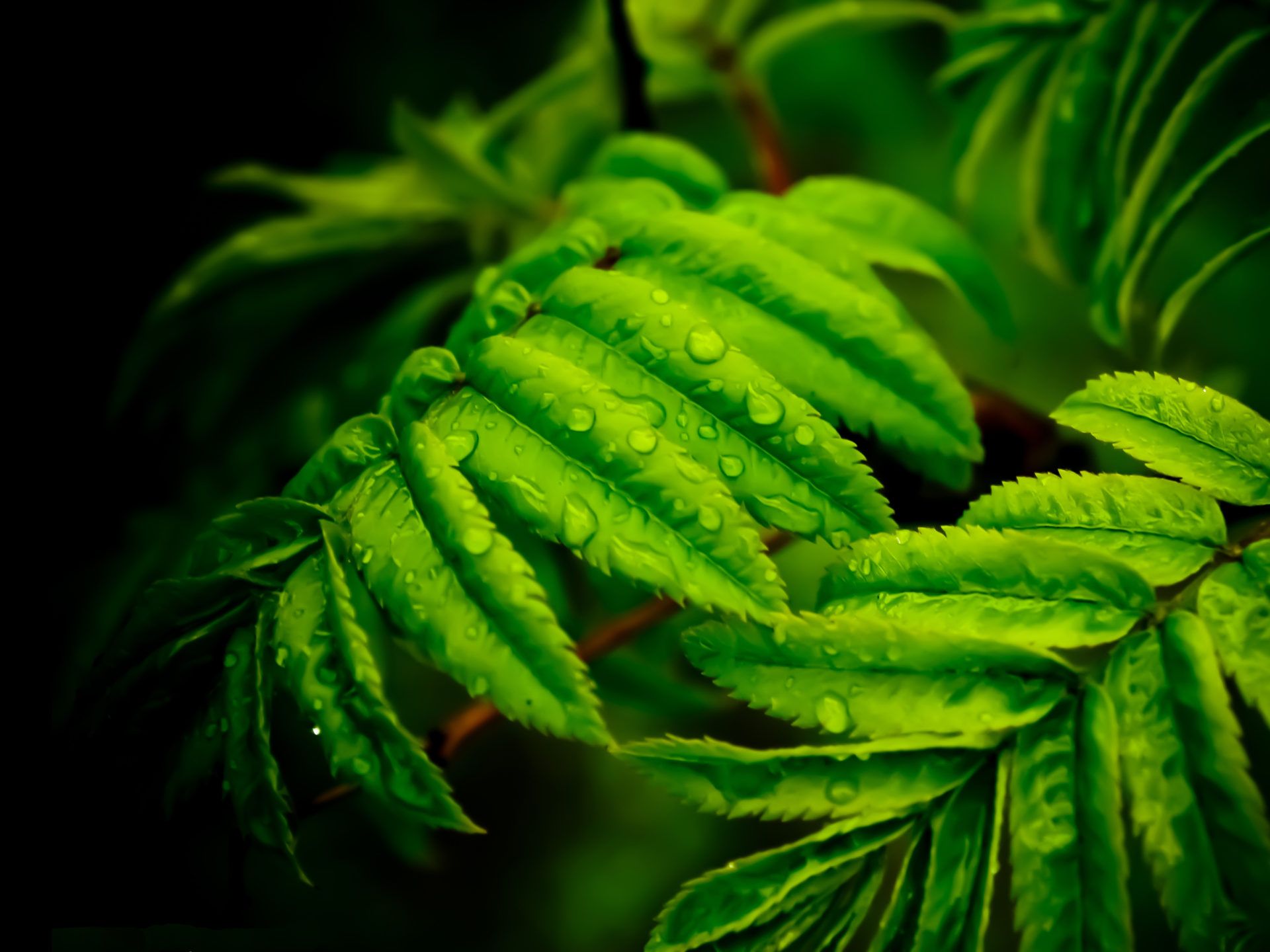 Green 4k Wallpapers Wallpaper Cave