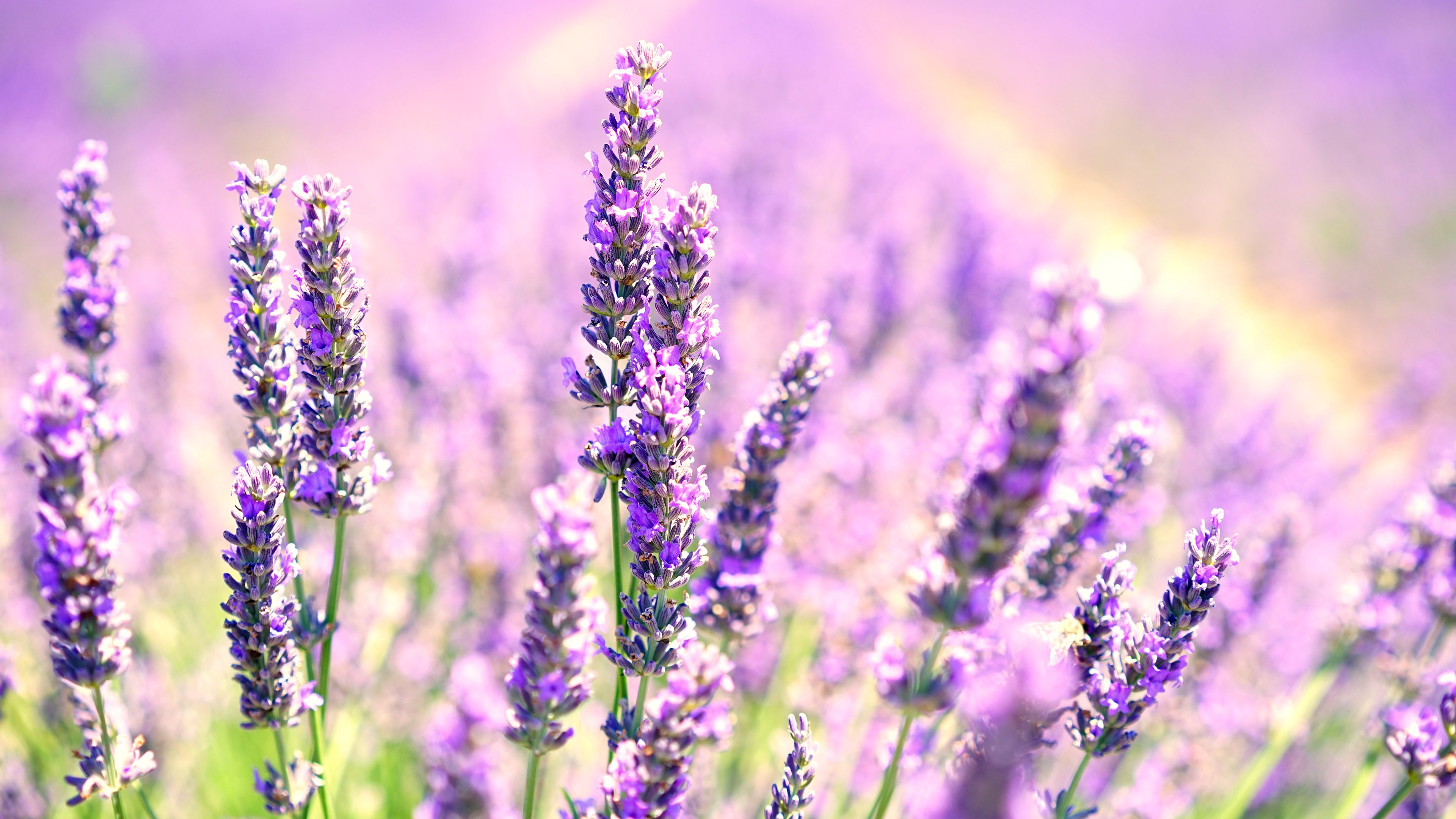 Free Lavender Wallpapers Wallpaper Cave
