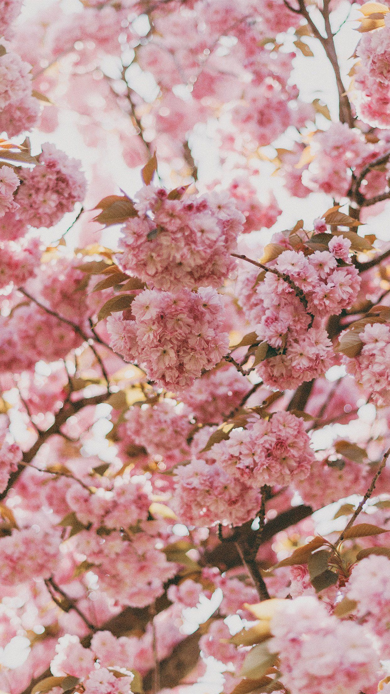 Cherry Blossom Android Wallpapers Wallpaper Cave