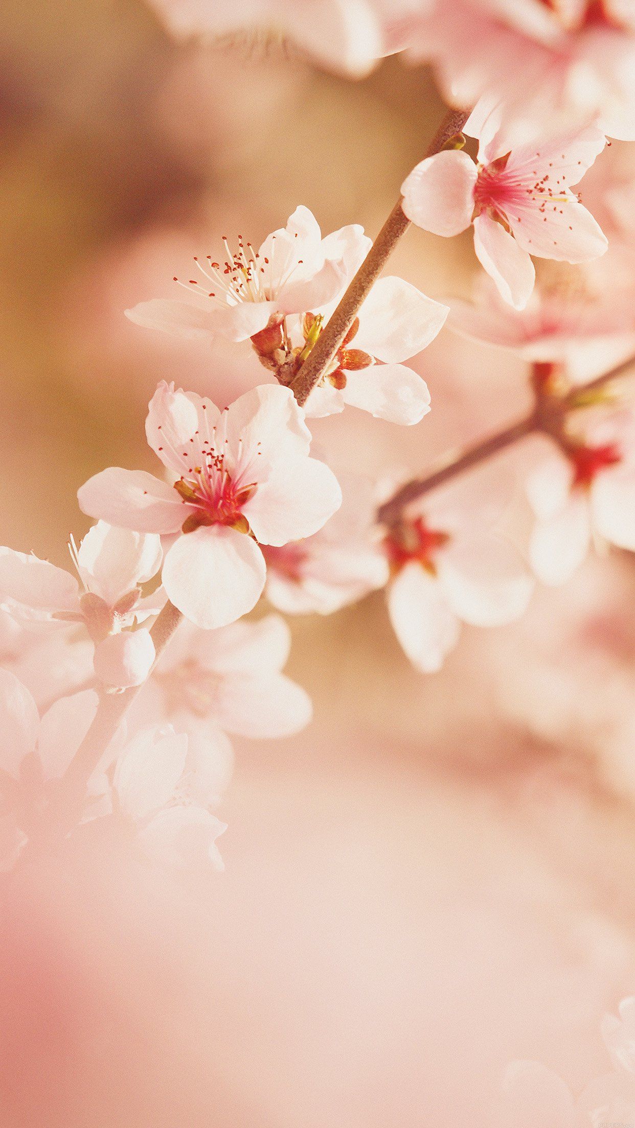 Cherry Blossom Android Wallpapers Wallpaper Cave