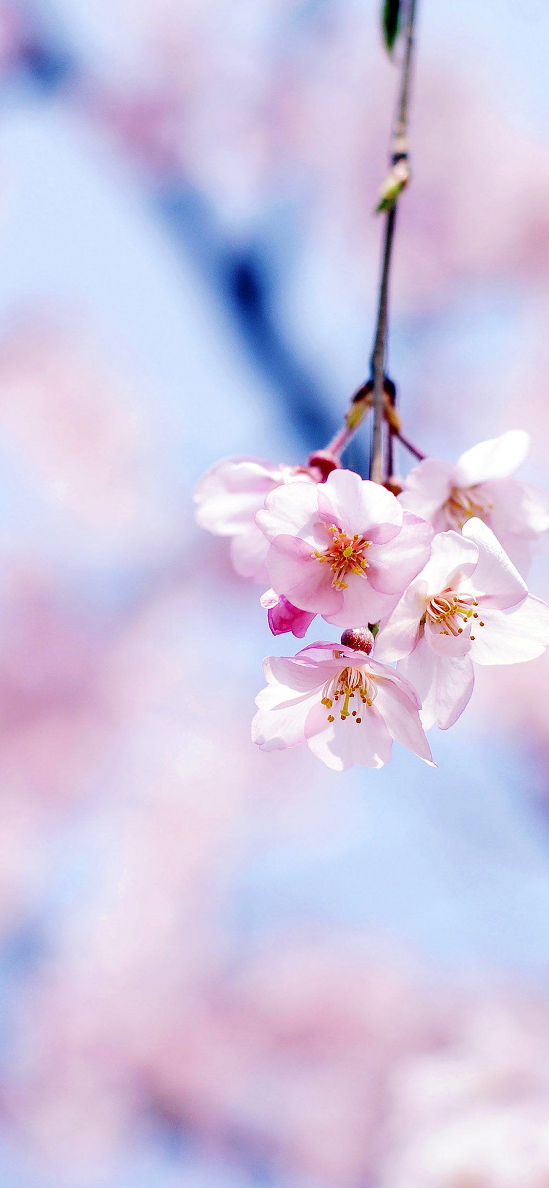 Cherry Blossom Android Wallpapers Wallpaper Cave