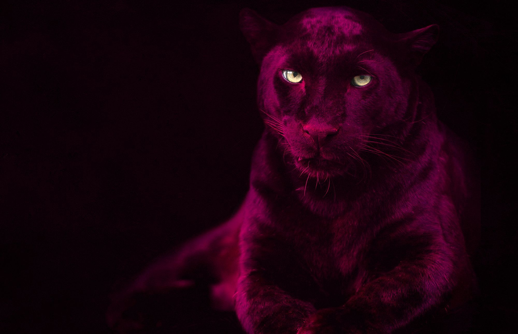 Trend Wallpapers Wallpaper Cave