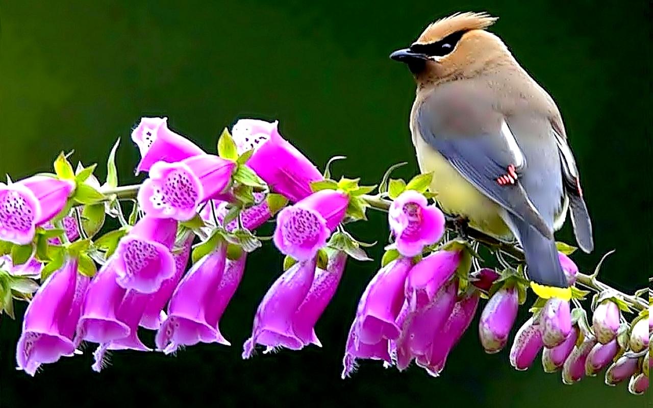 Spring Birds Wallpapers - Wallpaper Cave