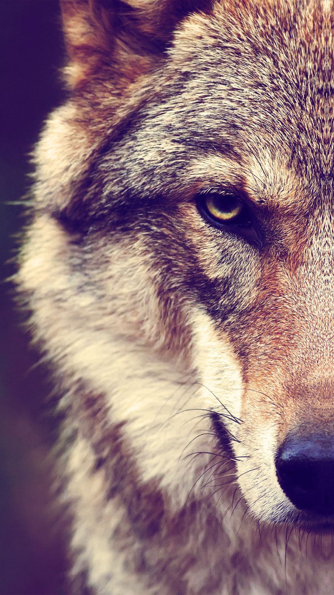 Wolf Smartphone Eye Wallpapers Wallpaper Cave