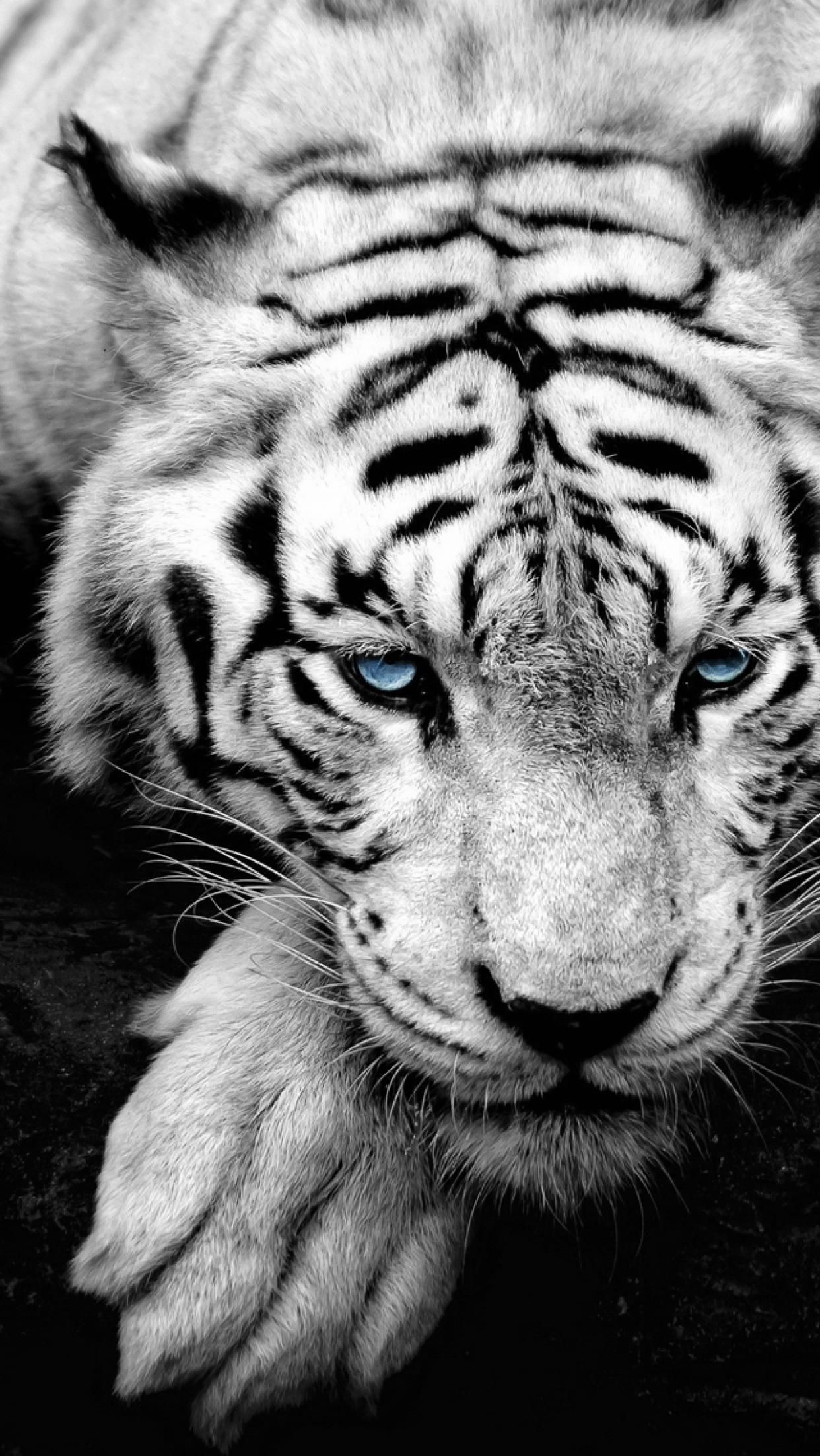 Gambar Harimau Putih Bergerak Azka Gambar