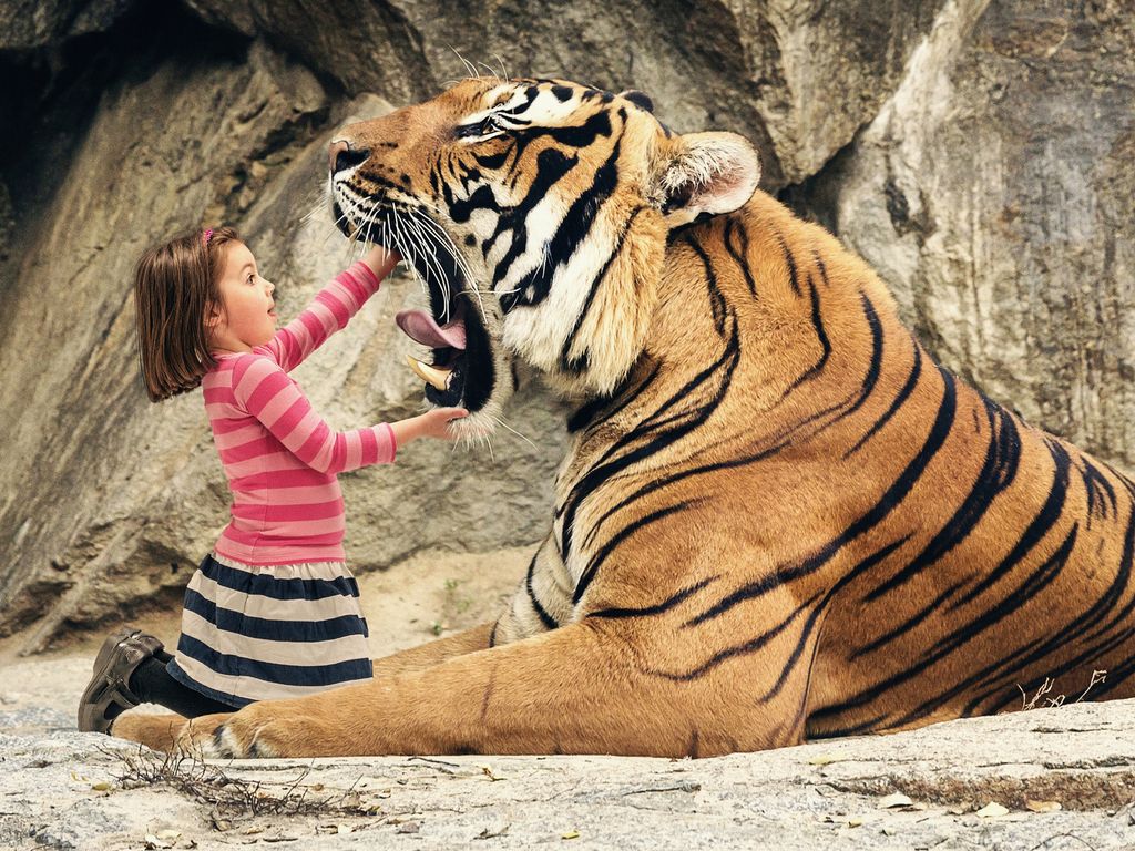 iPhone Harimau Wallpapers Wallpaper Cave