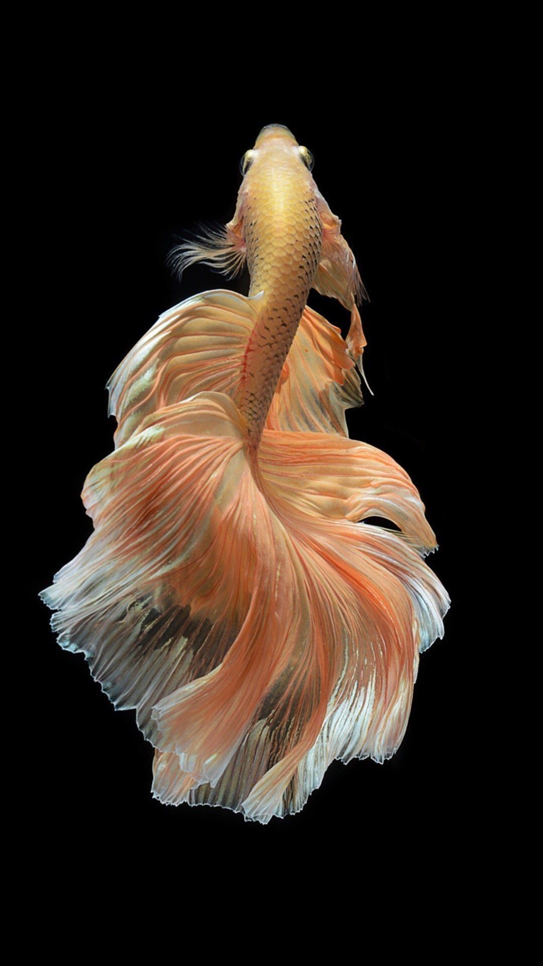 Betta Fish 4k iPhone Wallpapers Wallpaper Cave