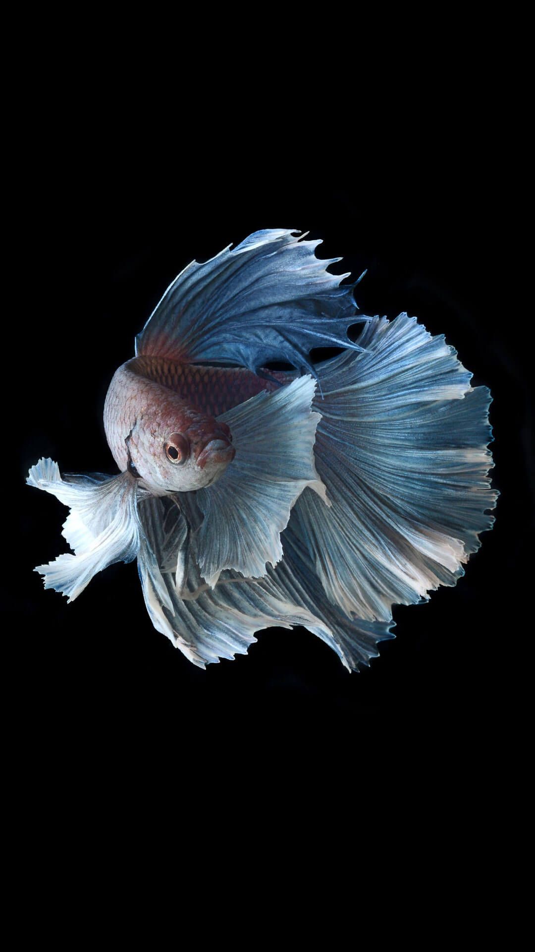 Betta Fish 4k iPhone Wallpapers Wallpaper Cave
