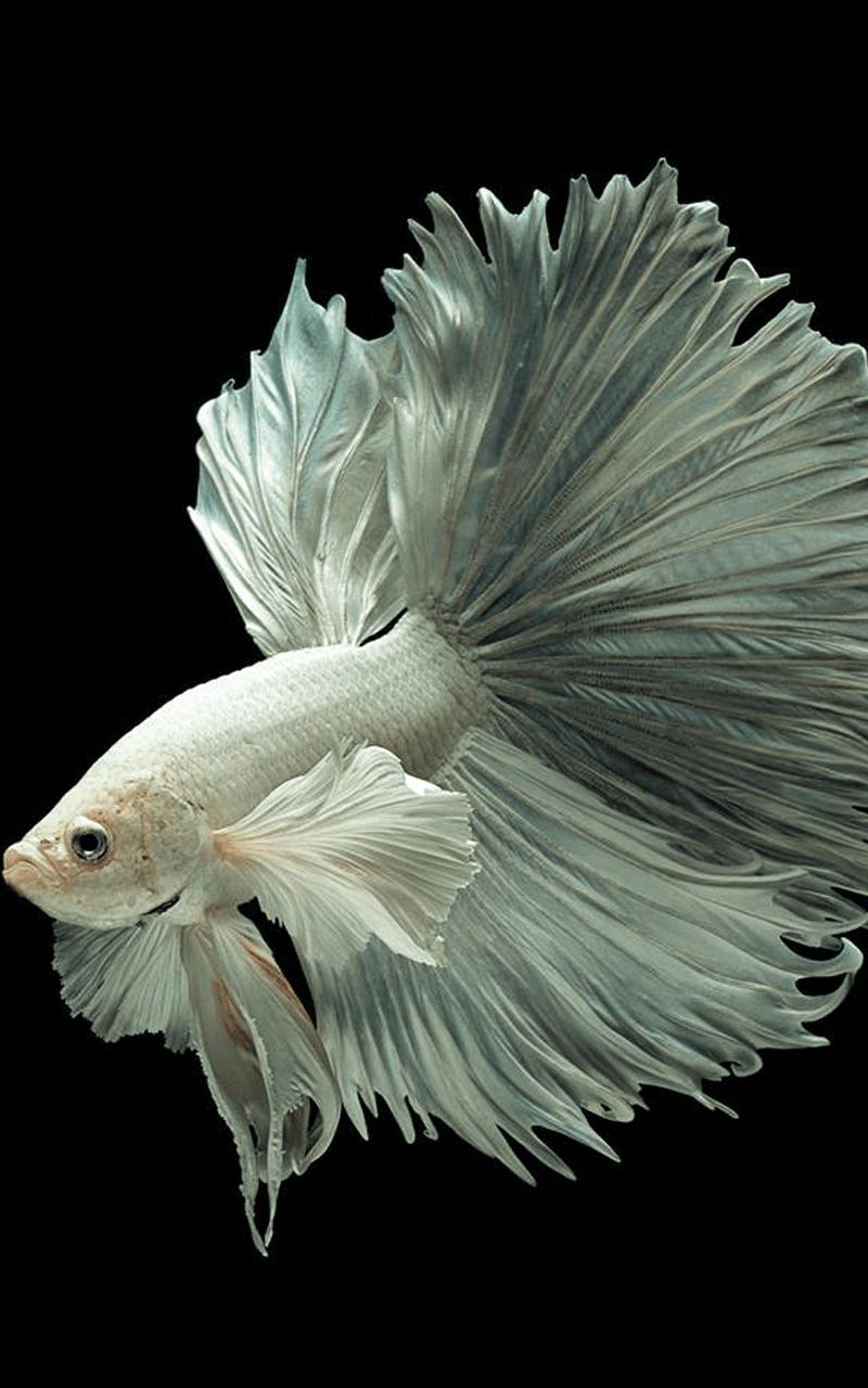 Betta Fish 4k iPhone Wallpapers Wallpaper Cave