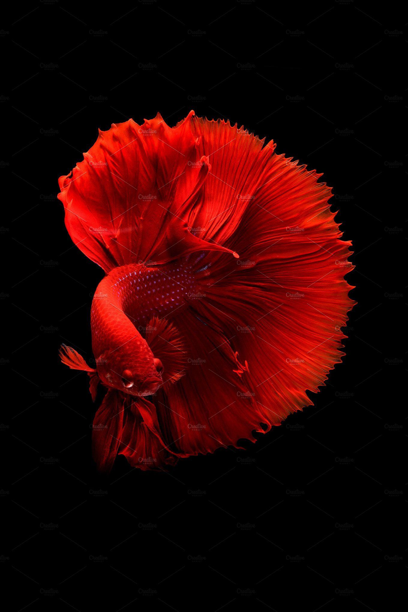 Betta Fish 4k iPhone Wallpapers Wallpaper Cave