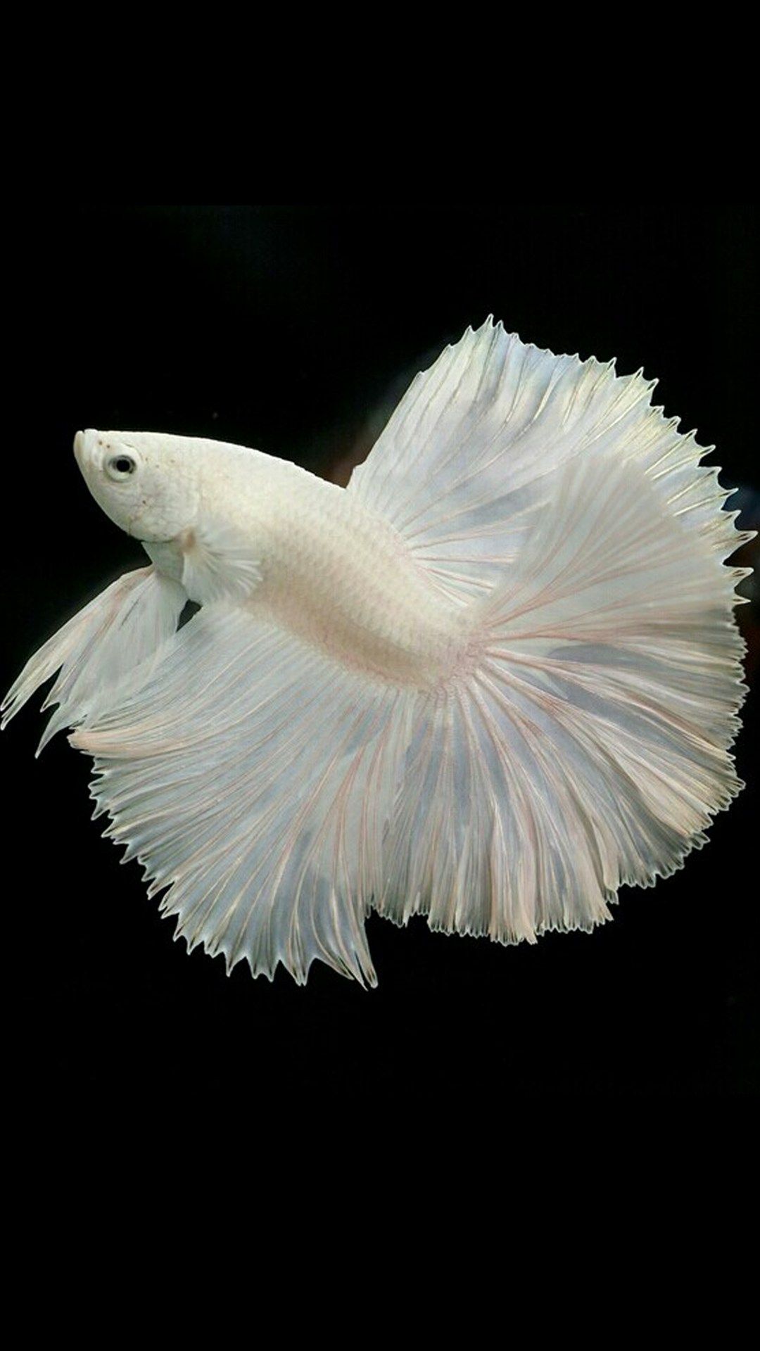 Betta Fish 4k iPhone Wallpapers Wallpaper Cave