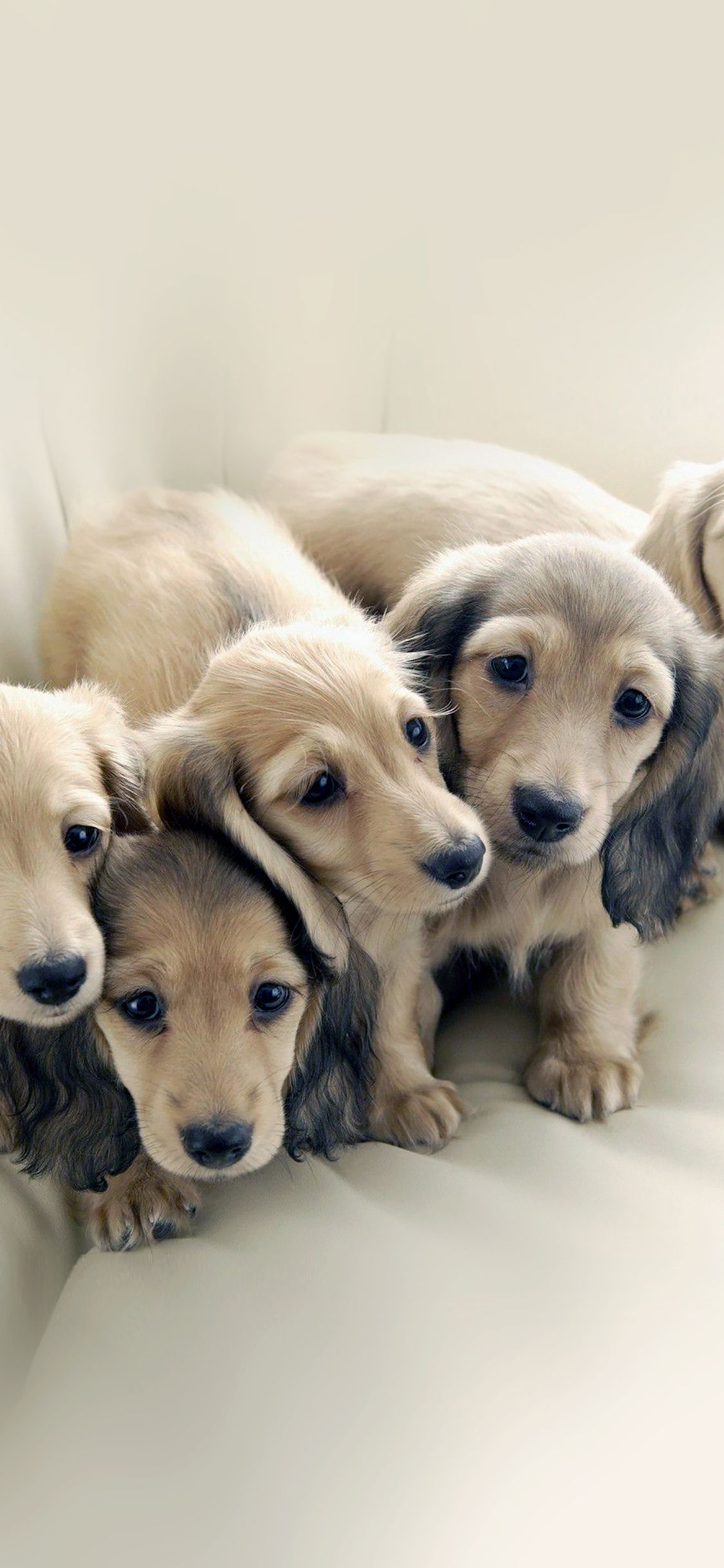 Puppy iPhone Wallpapers Wallpaper Cave