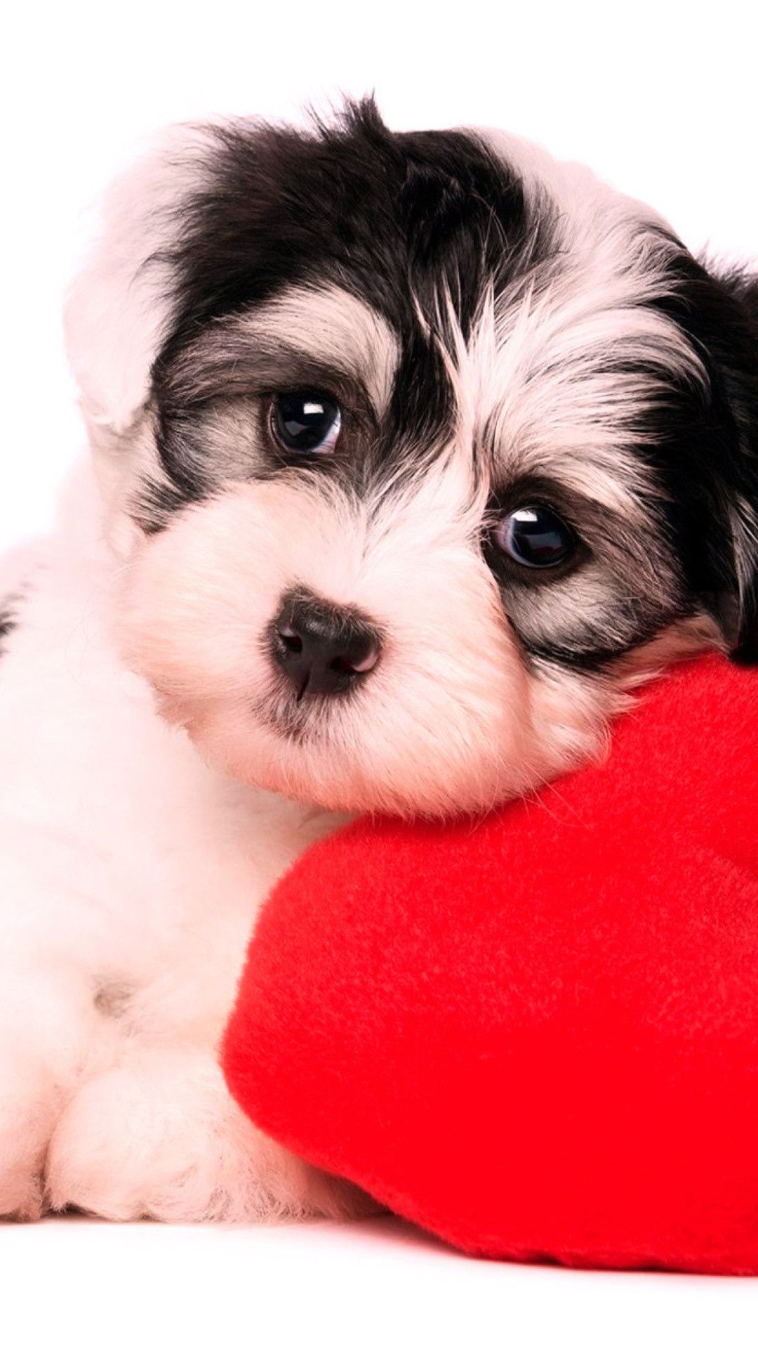 Puppy iPhone Wallpapers Wallpaper Cave