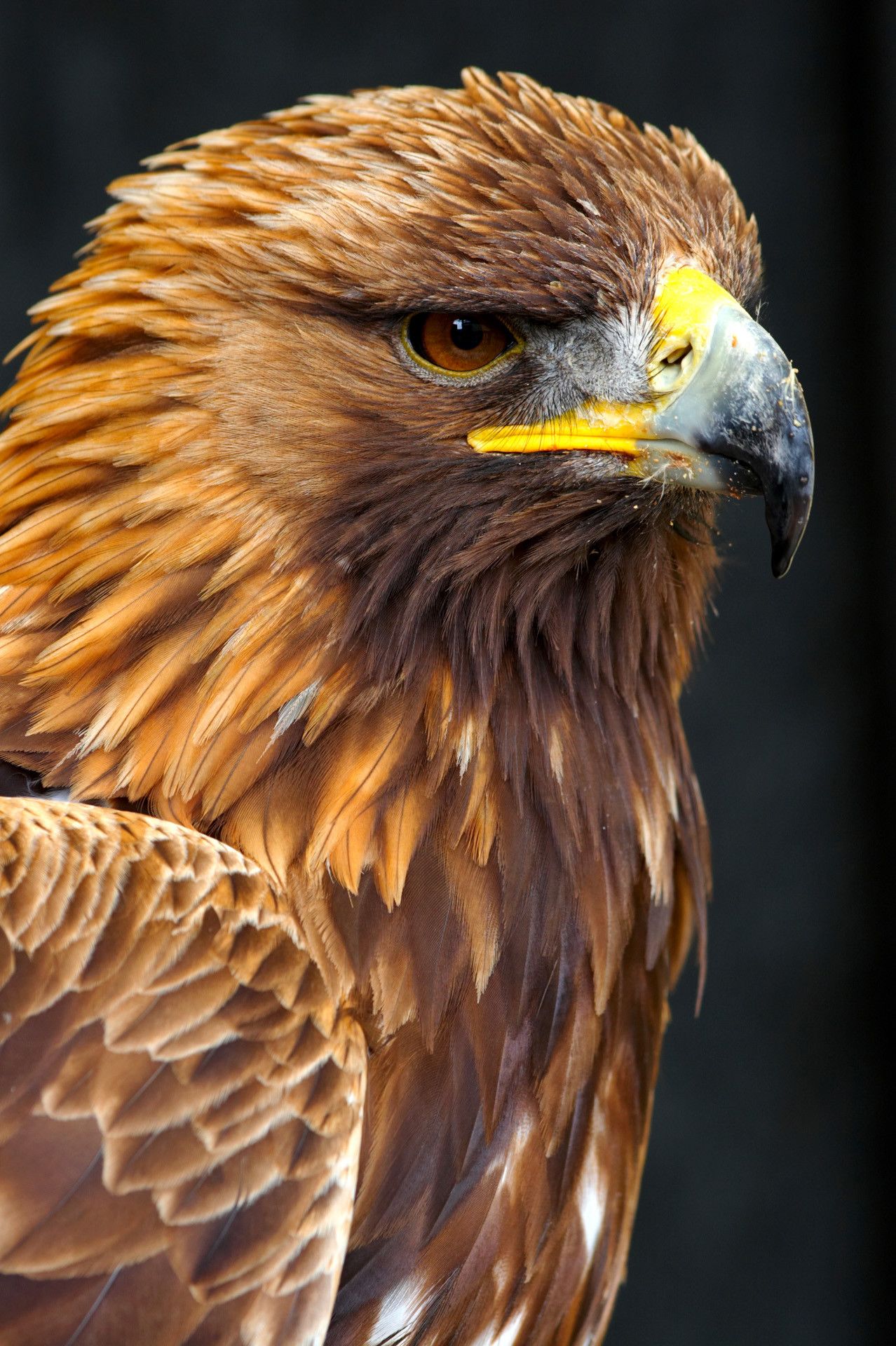 Golden Eagle Phone Wallpapers Wallpaper Cave