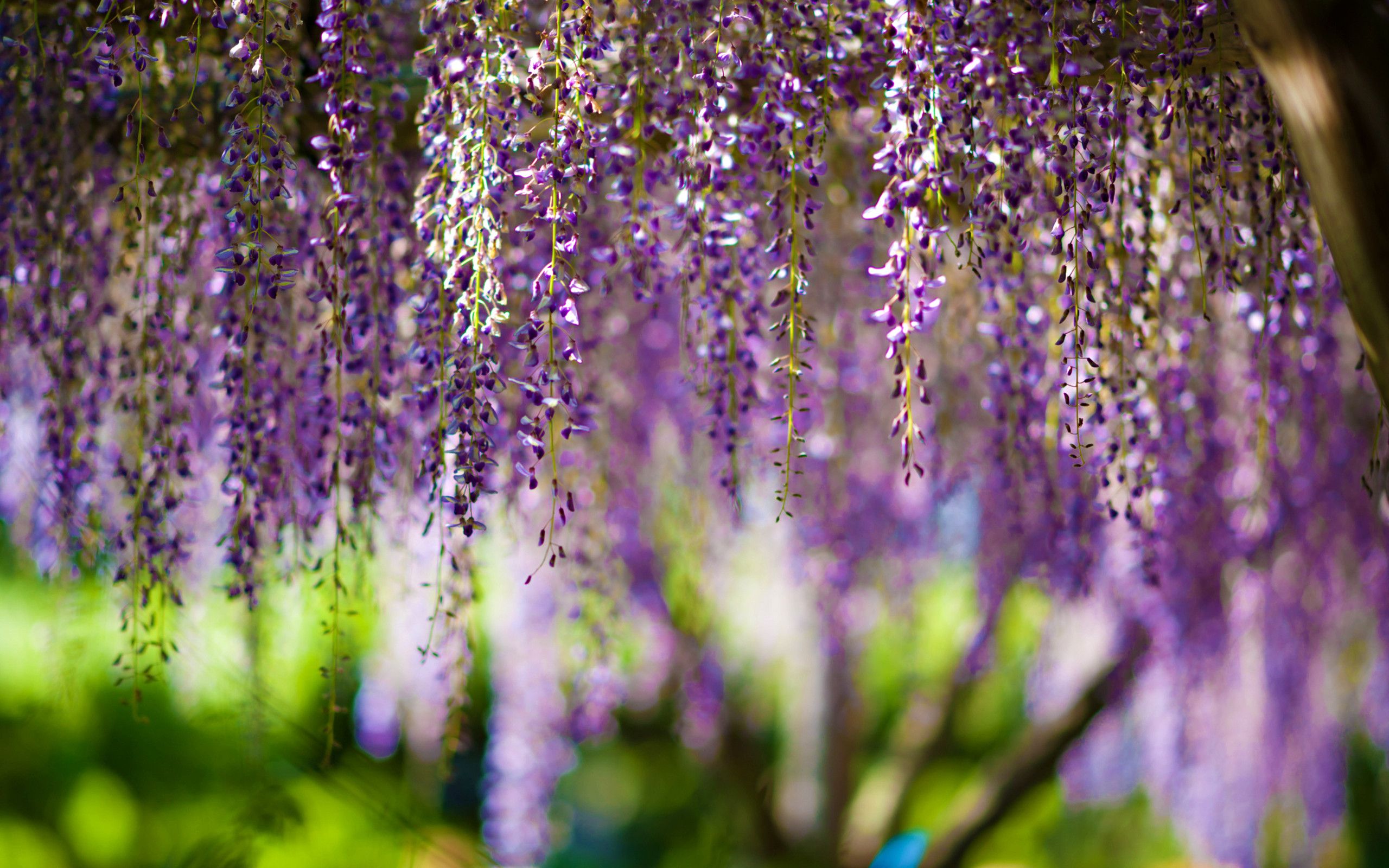 Wisteria Flowers Wallpapers Wallpaper Cave